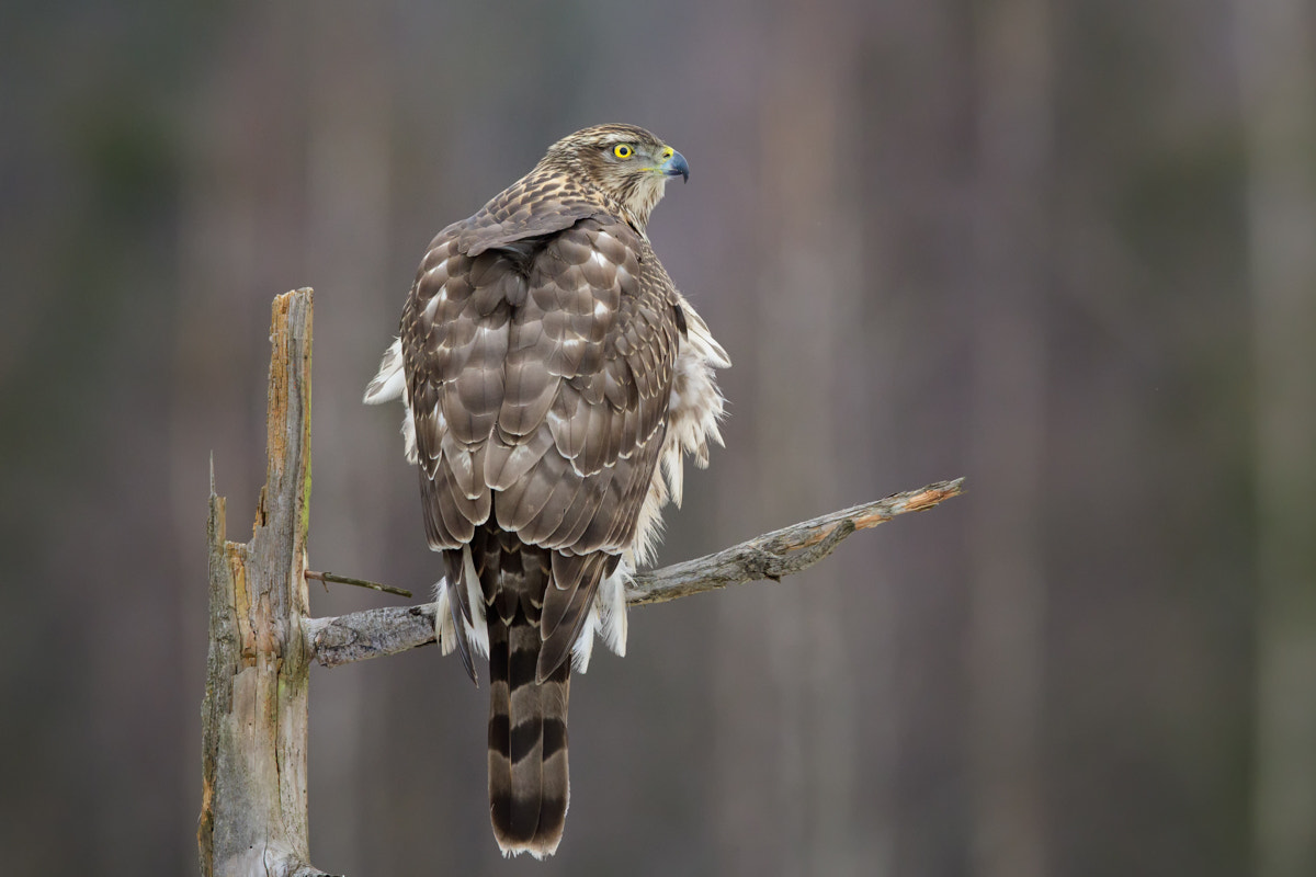 Canon EF 400mm F2.8L IS II USM sample photo. Goshawk photography