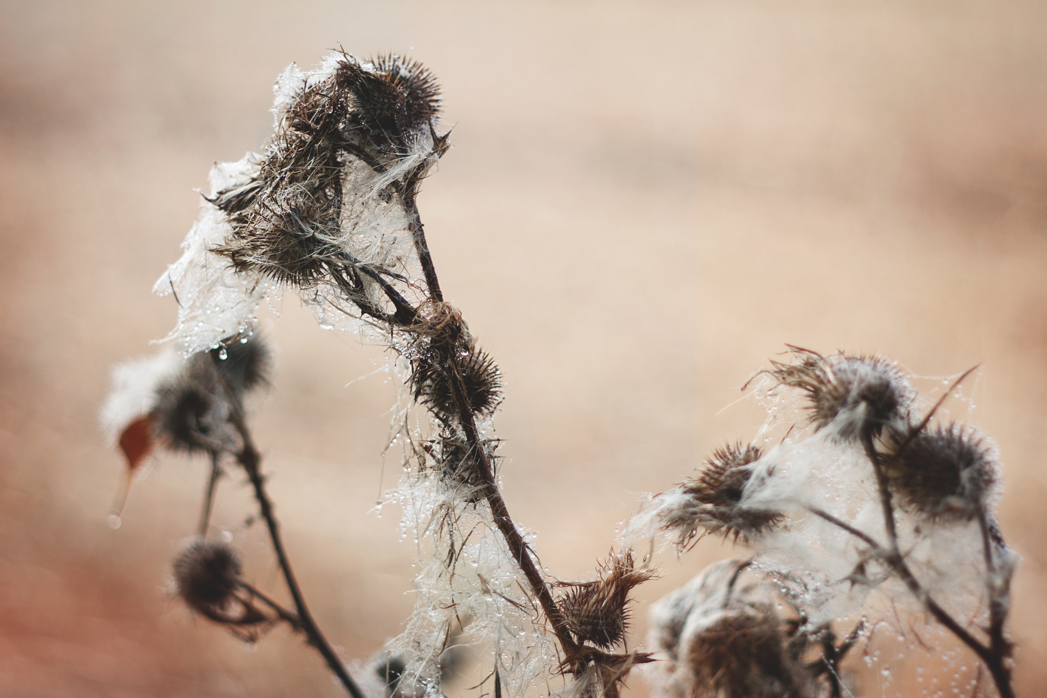 Canon EOS 30D + Canon EF 50mm f/1.8 sample photo. _spikes photography