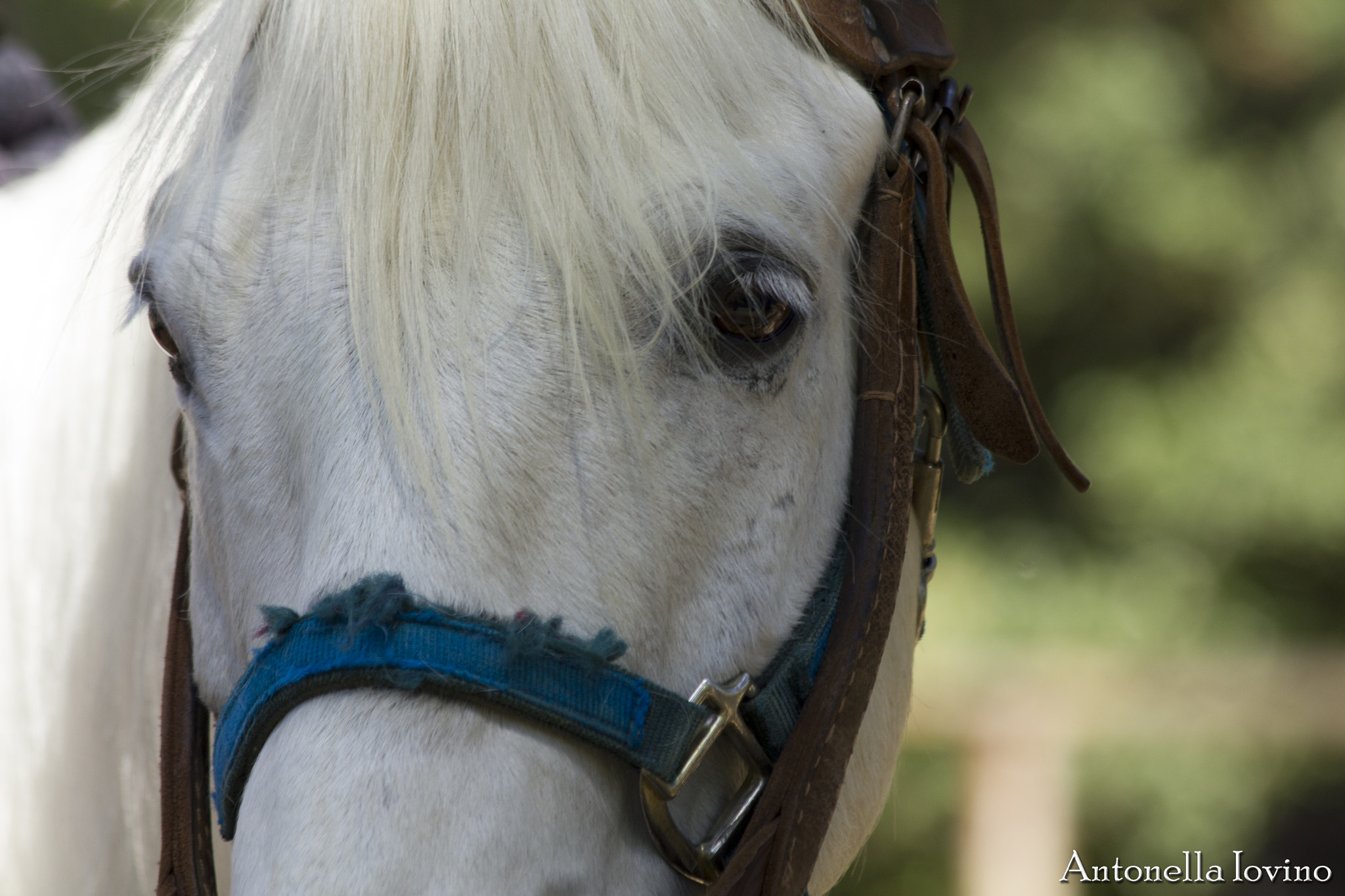 Canon EF 70-300mm F4-5.6 IS USM sample photo. Mg photography