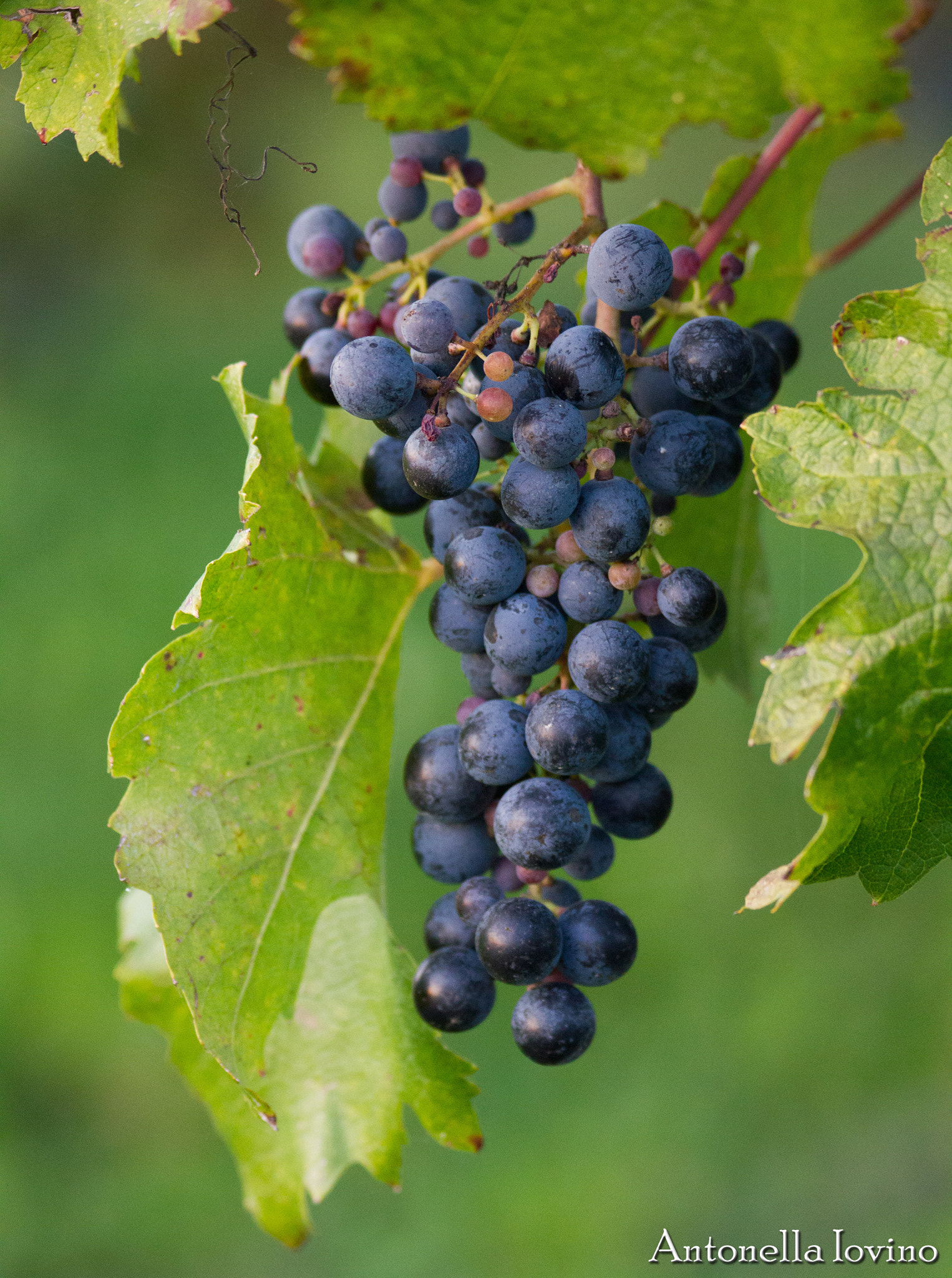 Canon EF 70-300mm F4-5.6 IS USM sample photo. Img photography