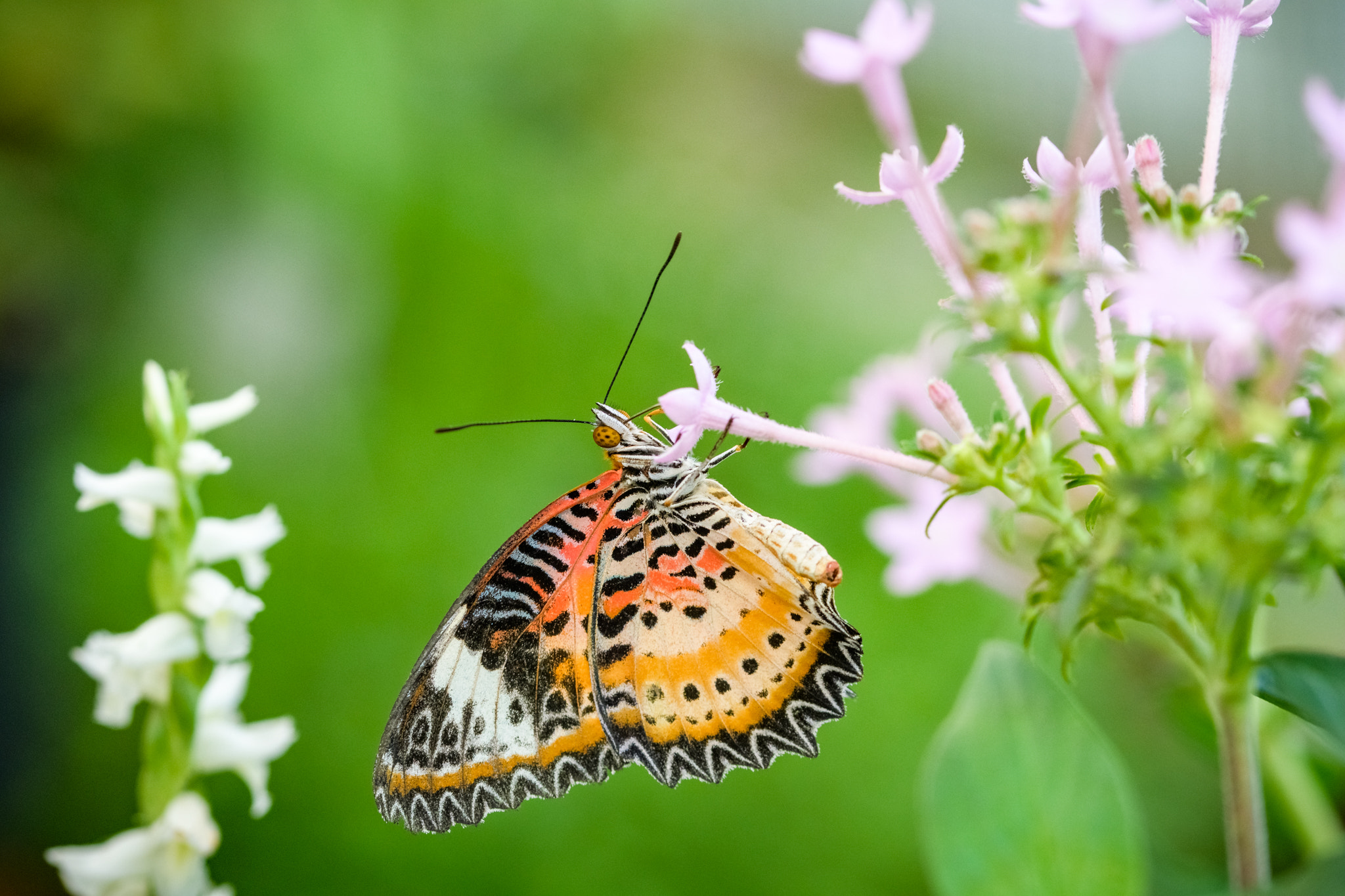 Sigma 105mm F2.8 EX DG OS HSM sample photo. #070 - butterfly photography