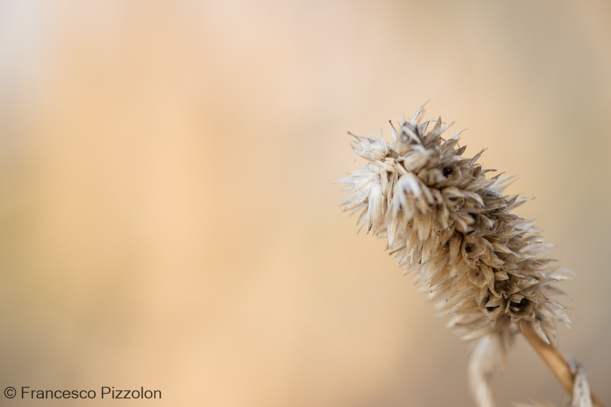 Fujifilm X-T10 + Fujifilm XF 60mm F2.4 R Macro sample photo. Yellow photography