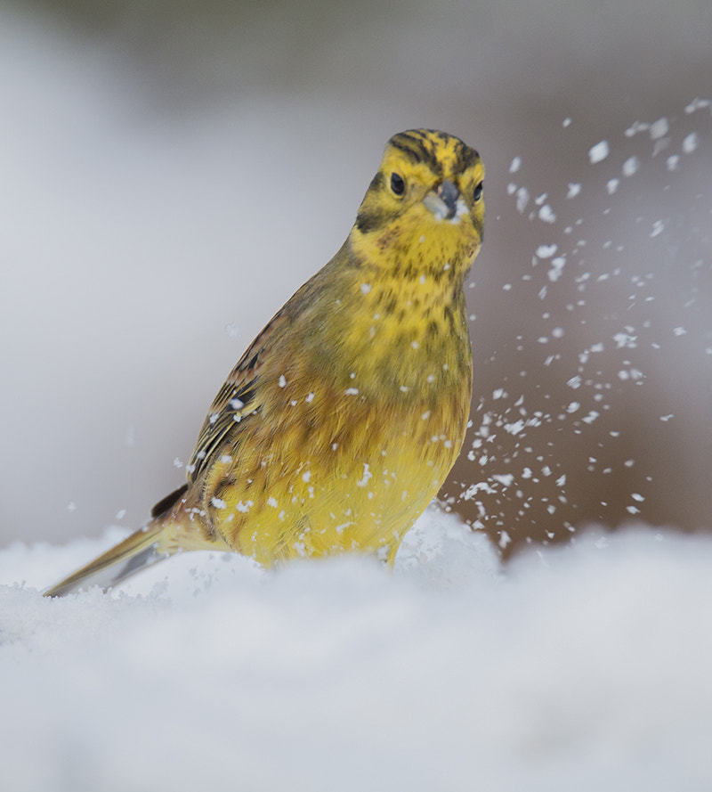 150-600mm F5-6.3 DG OS HSM | Sports 014 sample photo. Geelgors / yellowhammer photography