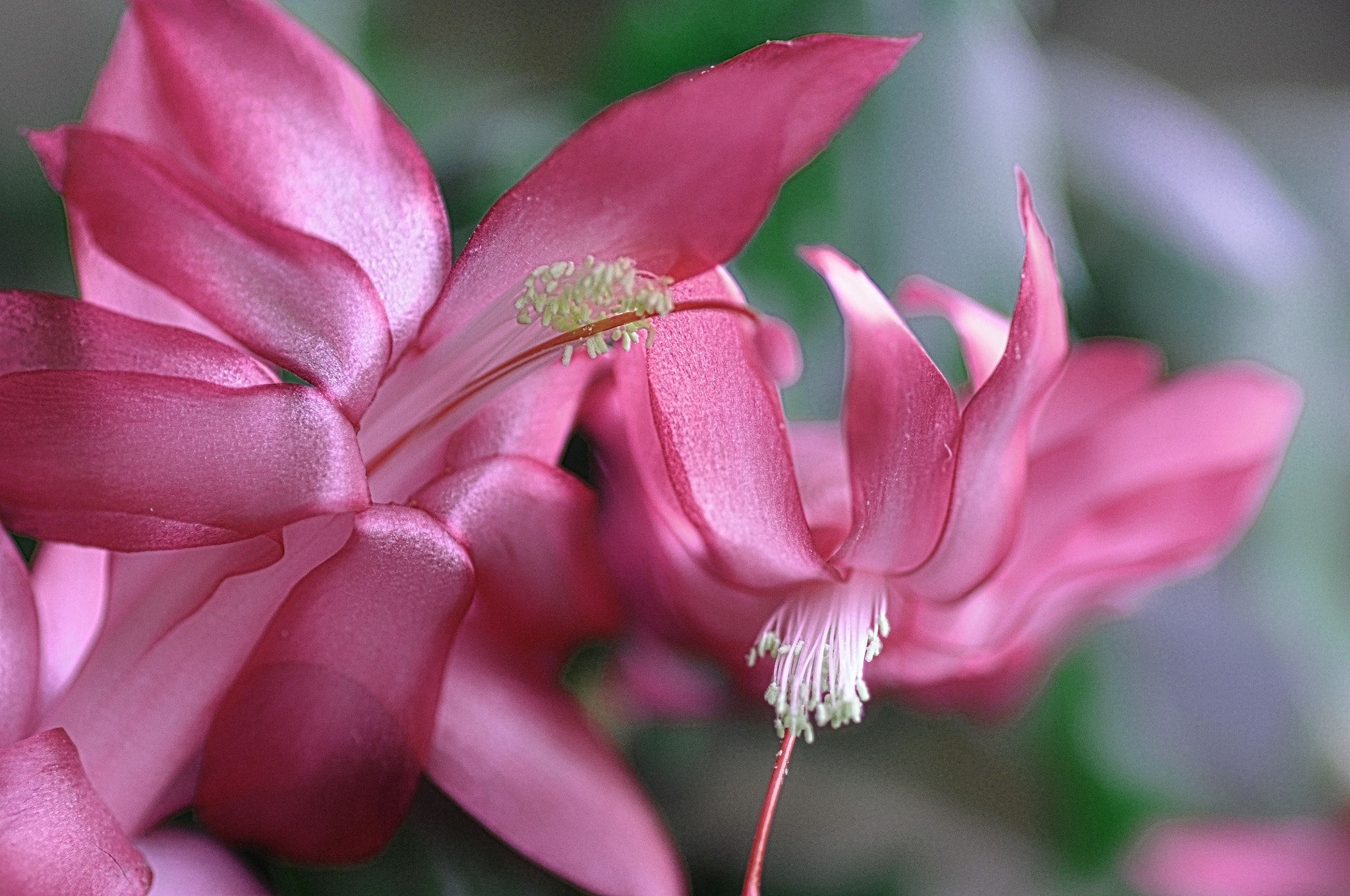 Nikon D5000 sample photo. Pink flower photography