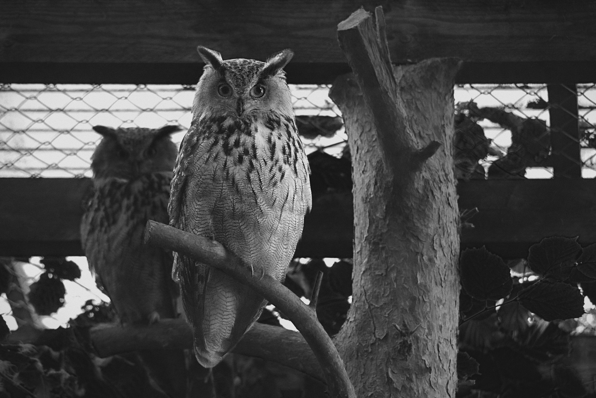 Sony ILCA-77M2 sample photo. Owls photography