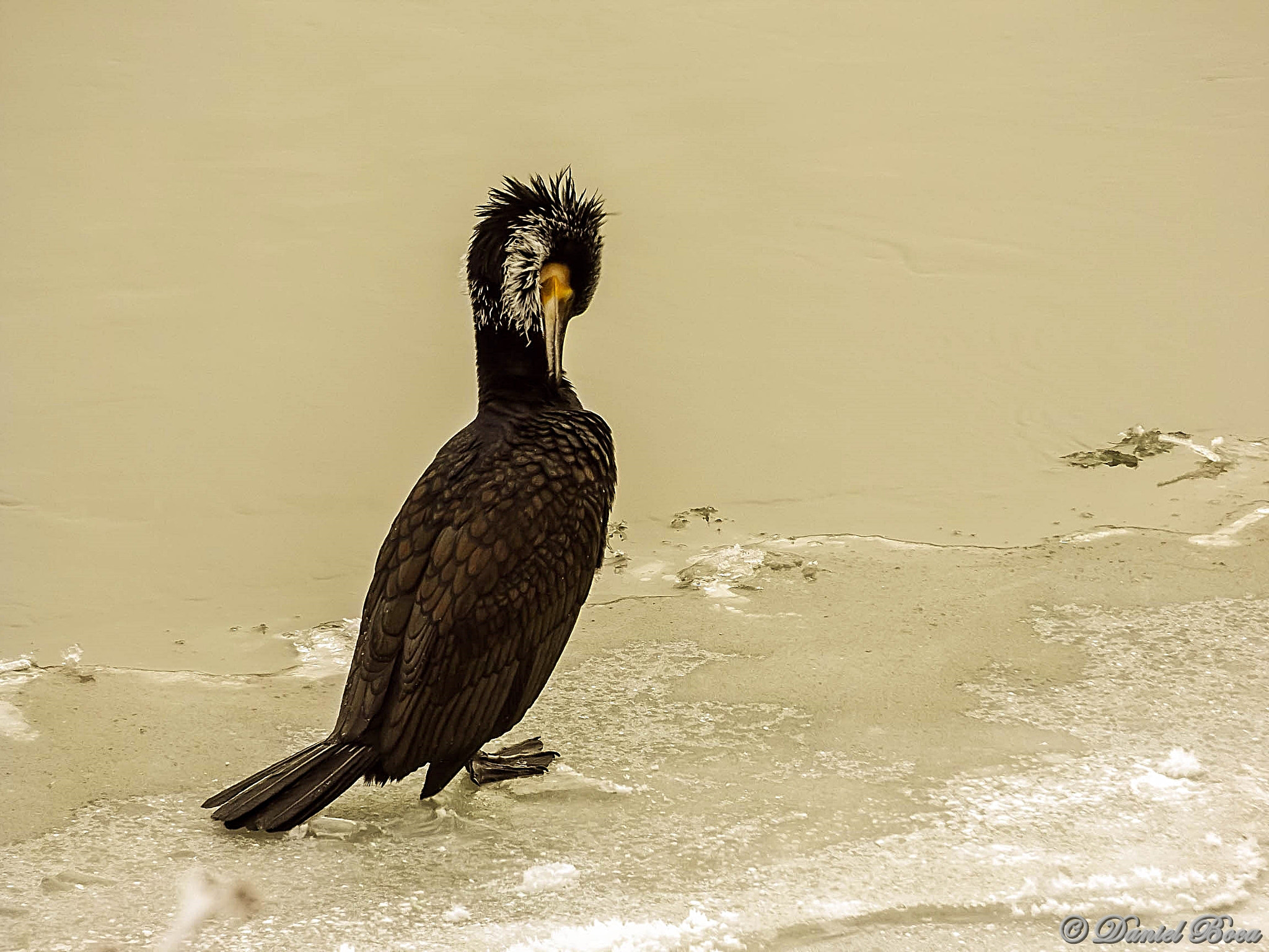 Fujifilm FinePix S8600 sample photo. Cormorant photography