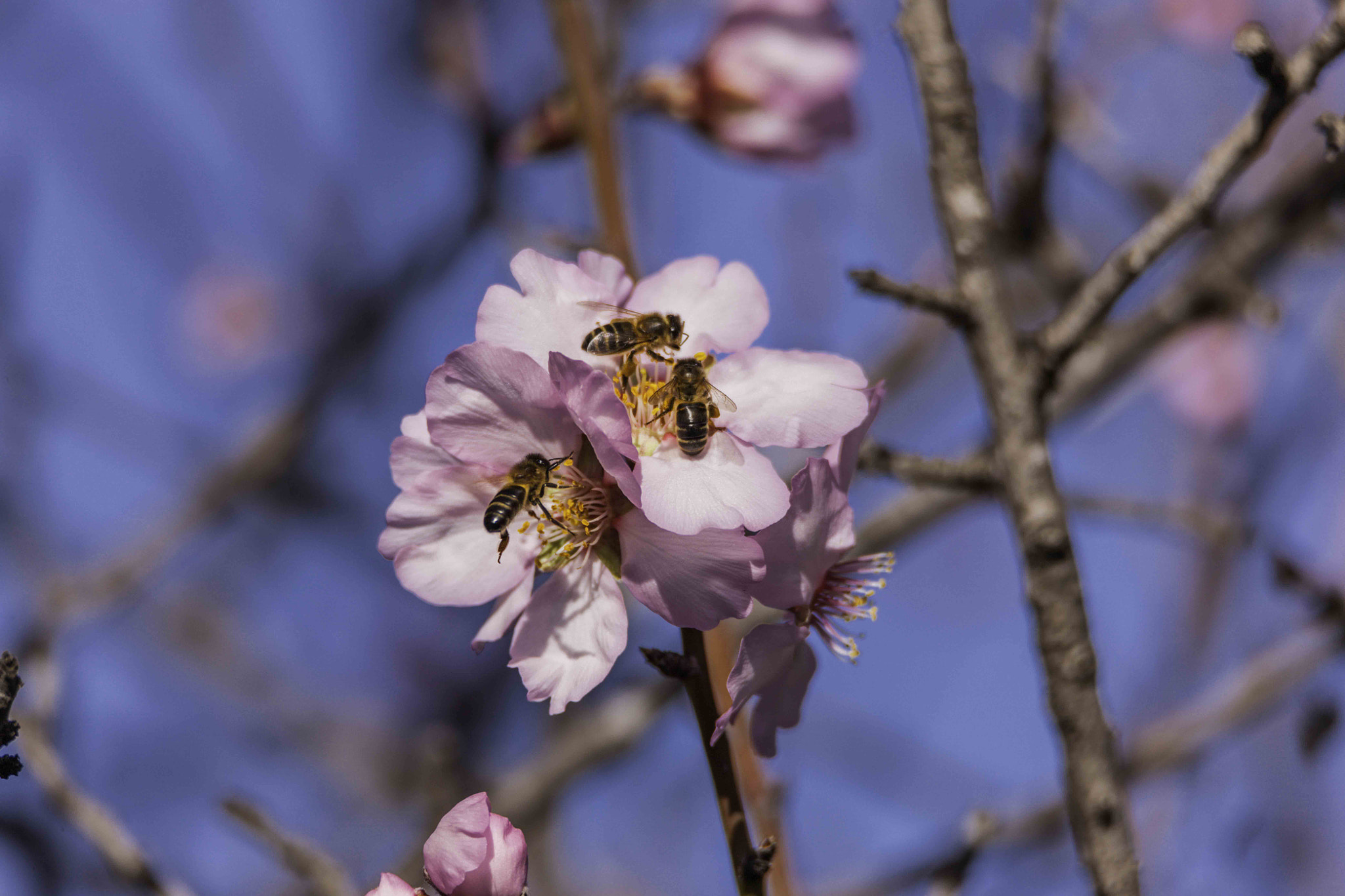 Canon EOS-1Ds Mark III + Tamron SP 150-600mm F5-6.3 Di VC USD sample photo. Almond flowers photography