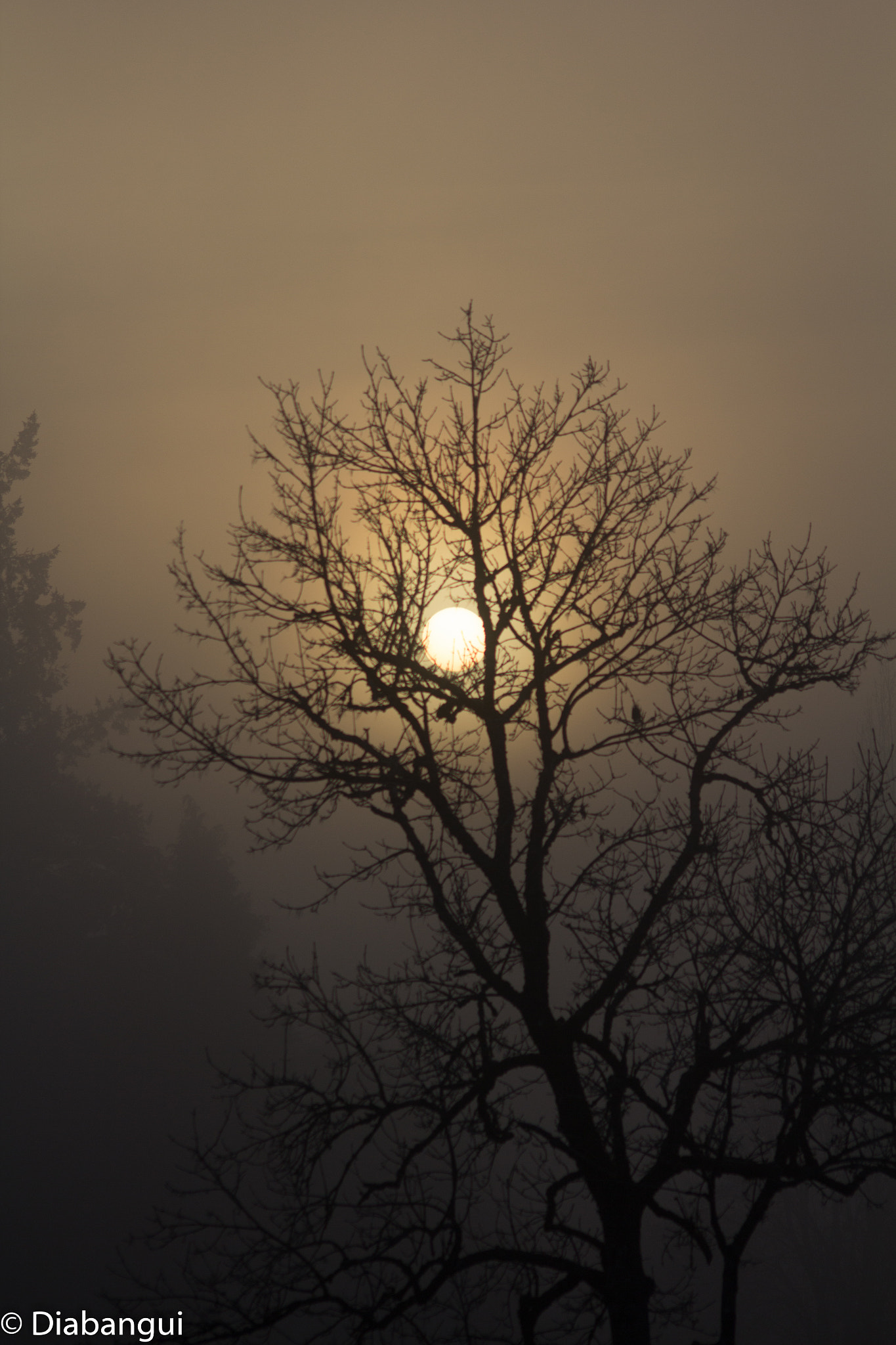 Canon EOS 60D sample photo. Winter fog photography