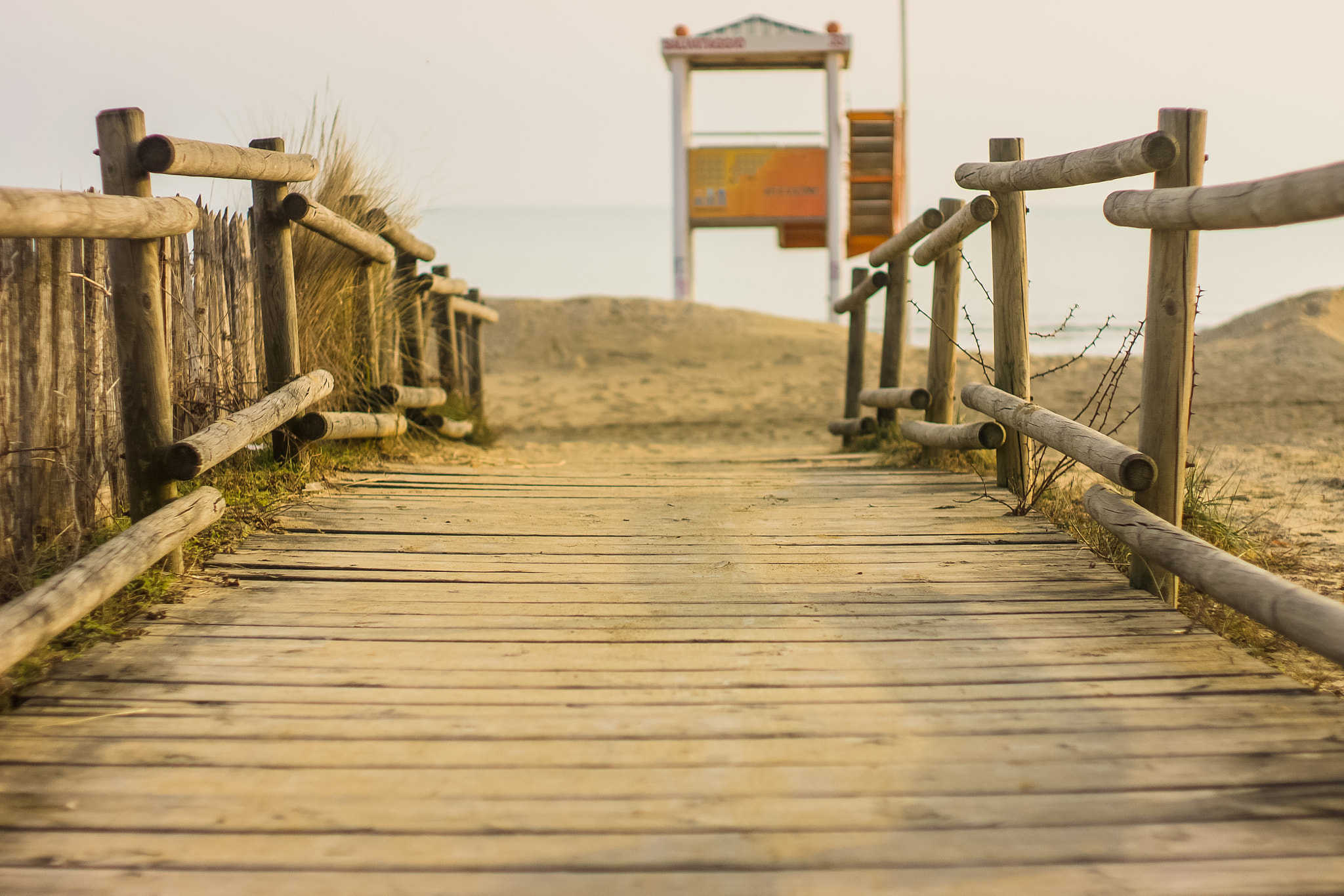 Canon EF 35-80mm f/4-5.6 sample photo. Take a walk on the wild side photography
