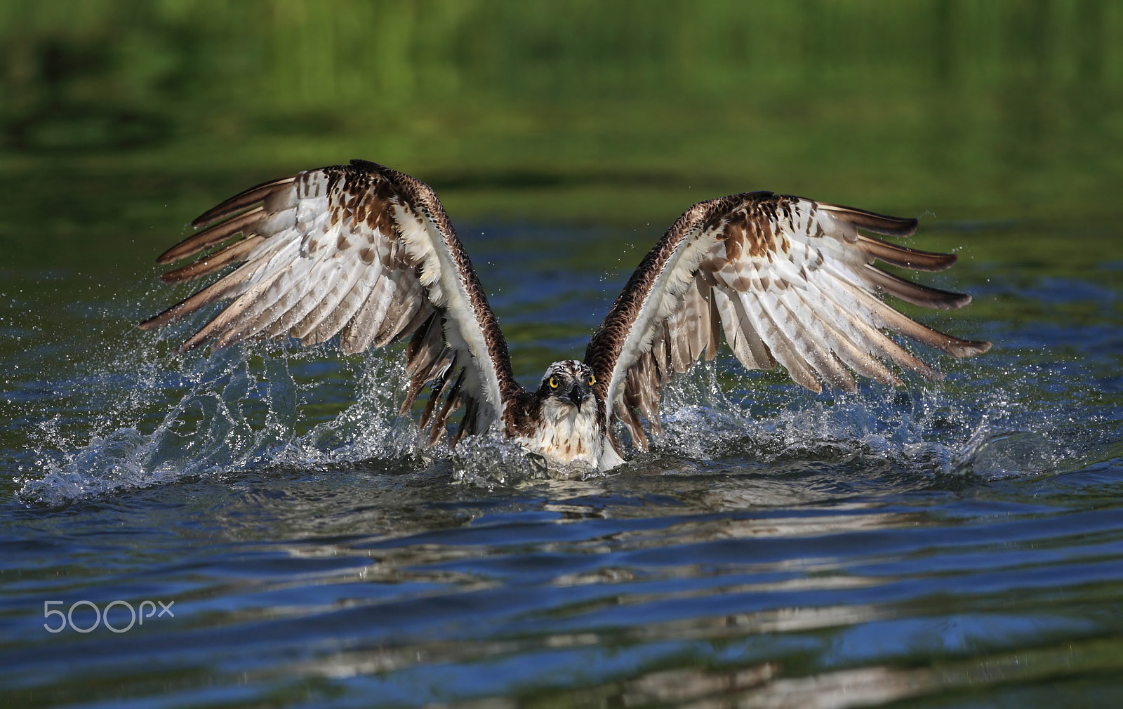 Canon EOS-1D Mark III + Canon EF 300mm F2.8L IS USM sample photo. Osprey photography