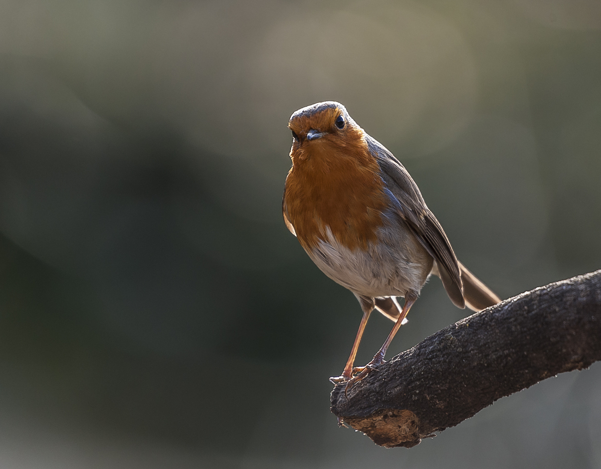 Sigma 50-500mm F4.5-6.3 DG OS HSM sample photo. Peti photography