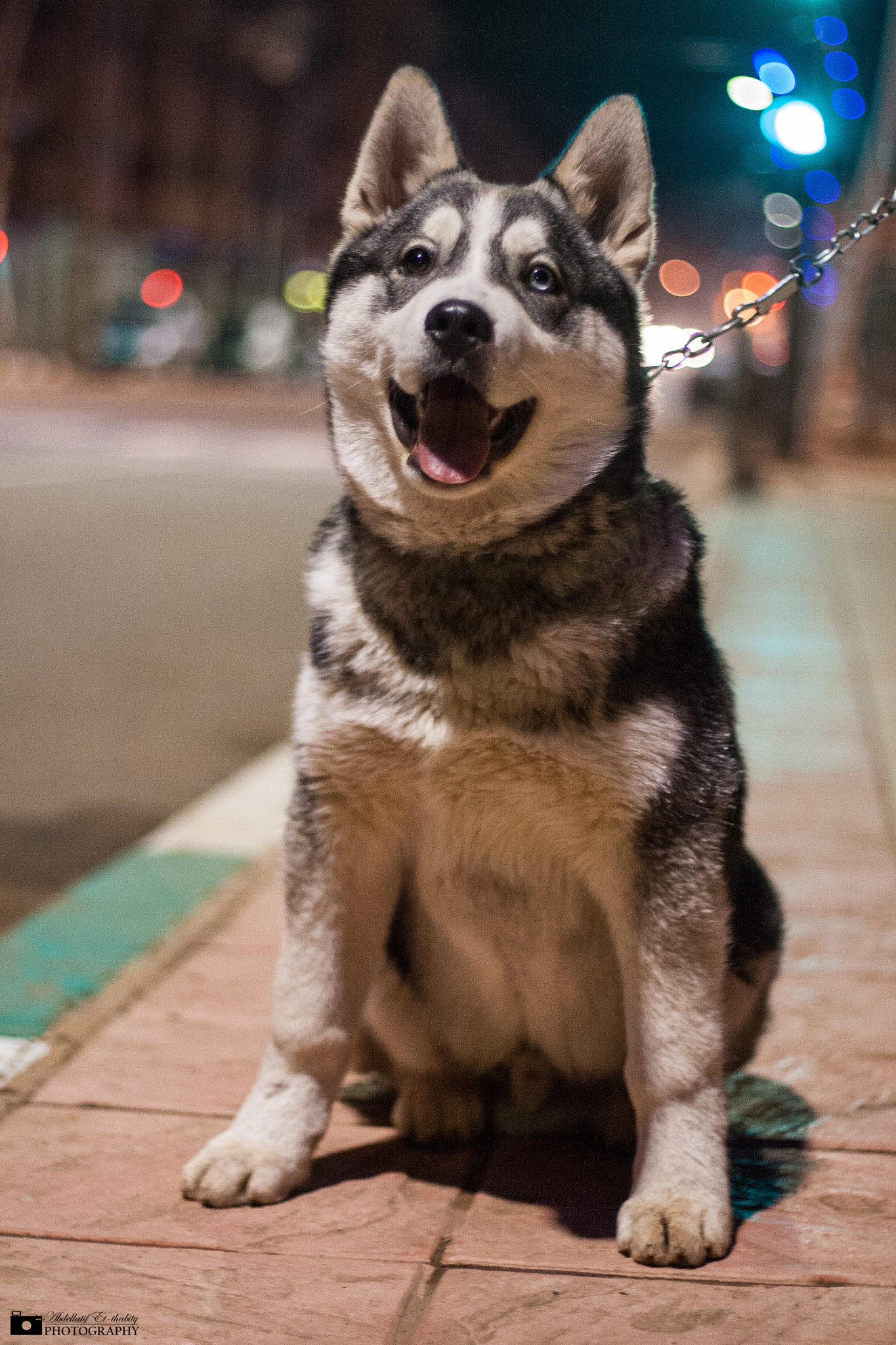 Canon EOS 1000D (EOS Digital Rebel XS / EOS Kiss F) sample photo. Cute doggie photography