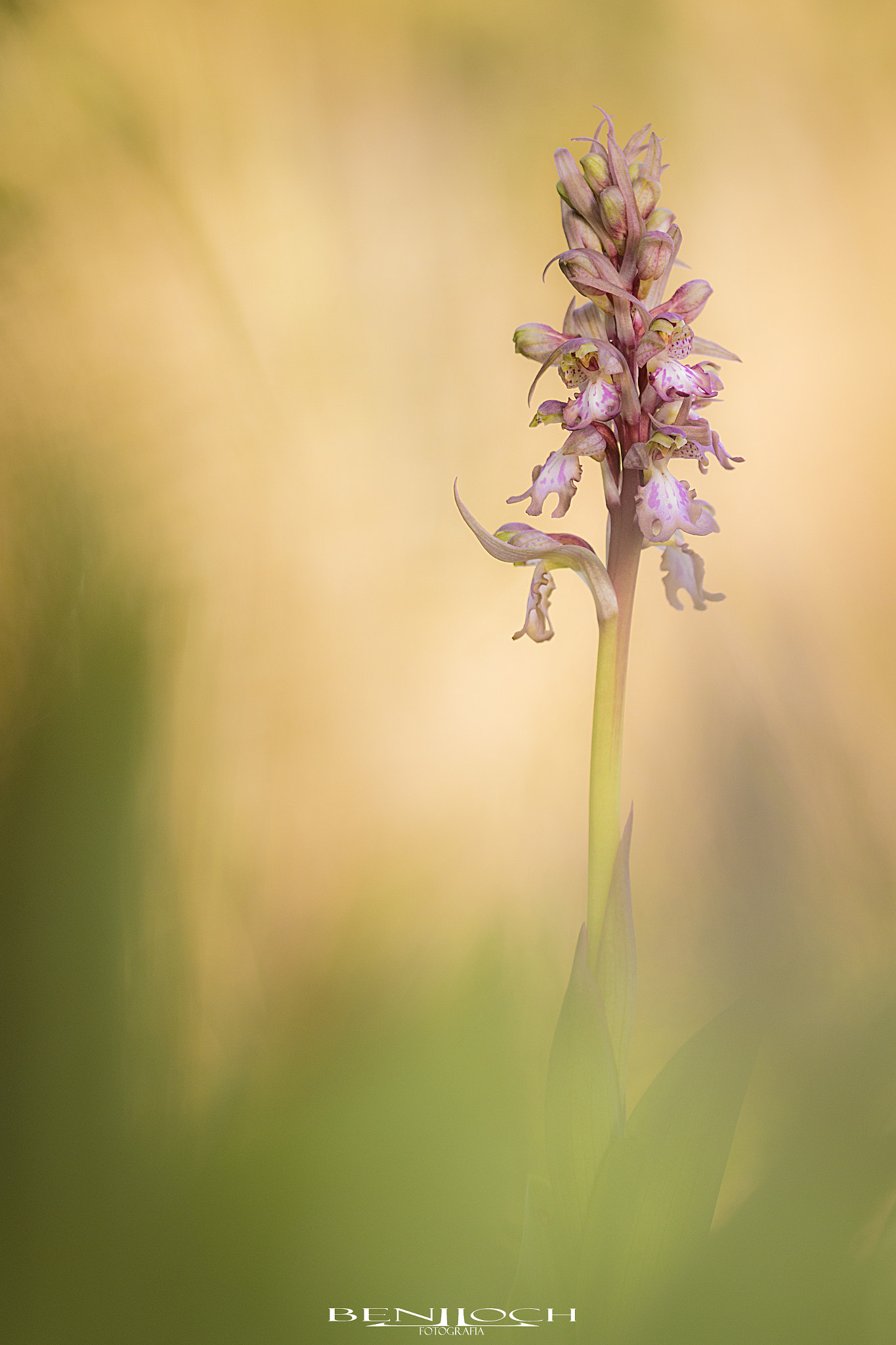 Sigma APO Macro 150mm f/2.8 EX DG HSM sample photo. Barlia 3 photography