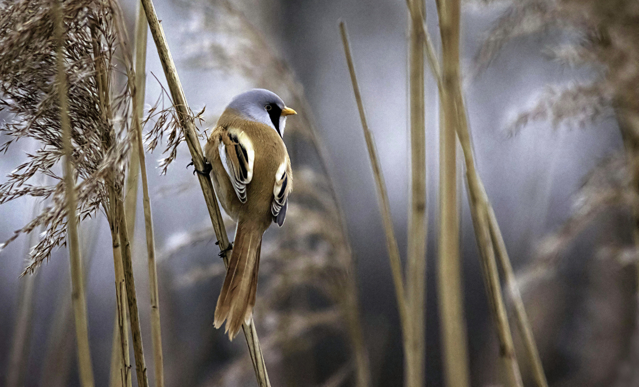 Canon EF 400mm F5.6L USM sample photo. Bearded tit photography