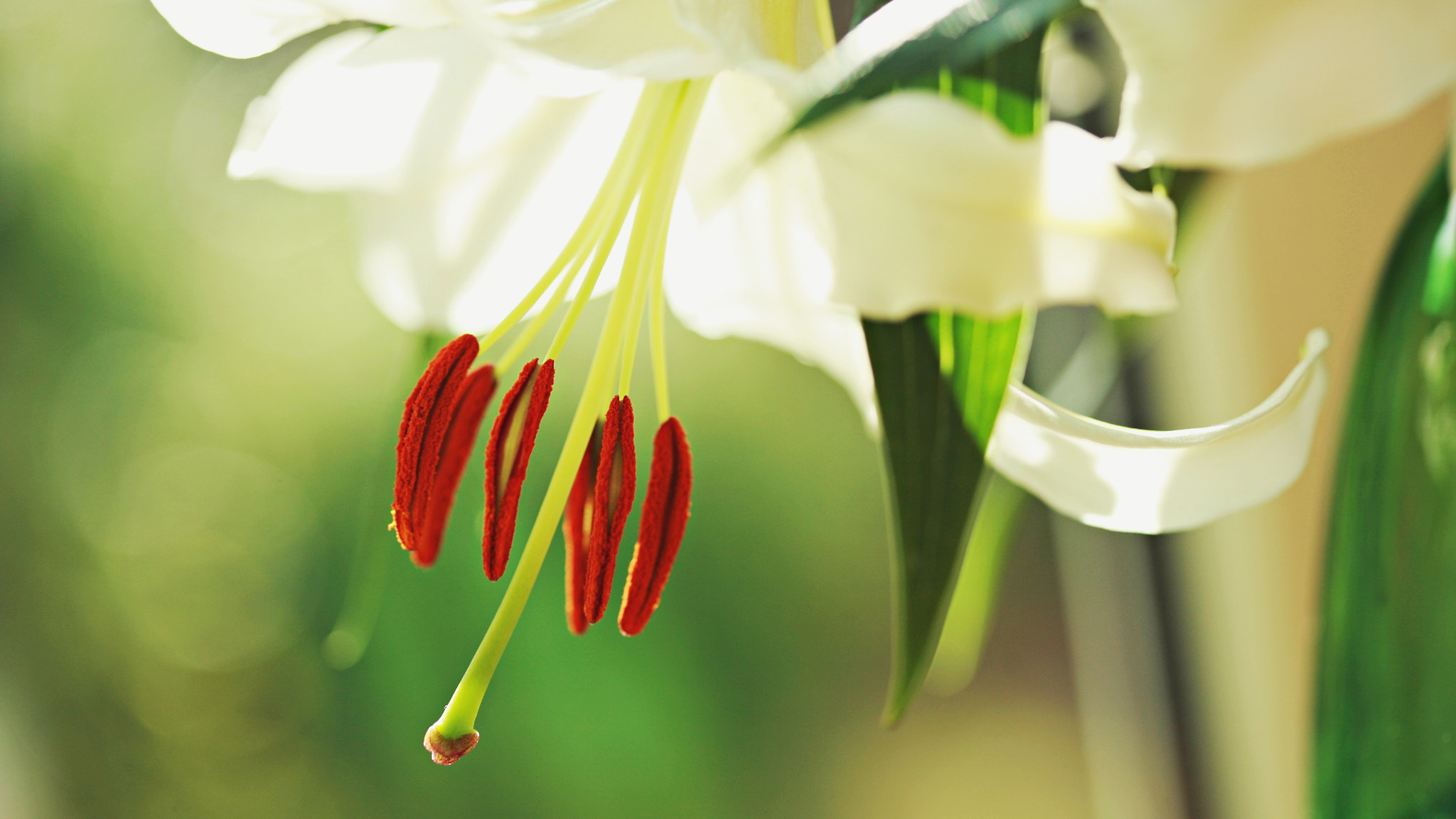 Canon EF 100mm F2.8 Macro USM sample photo. Lily light photography