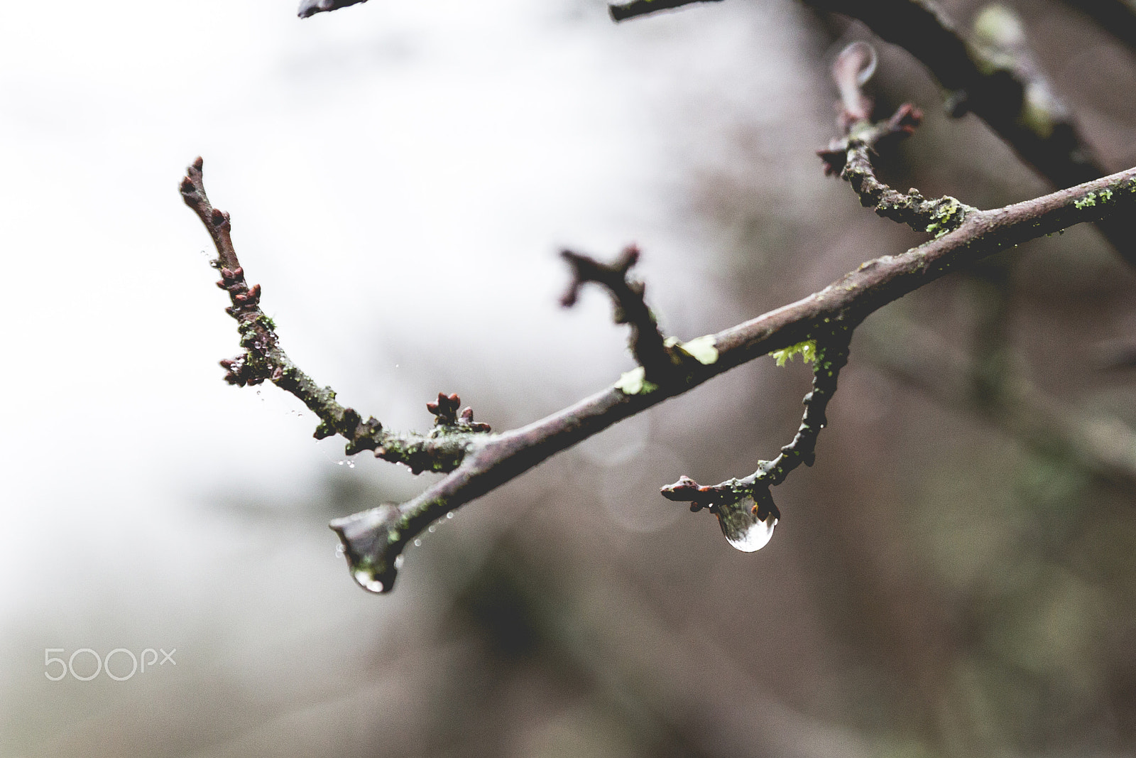 Canon EOS 60D + Sigma 24-70mm F2.8 EX DG Macro sample photo. Water droplet photography