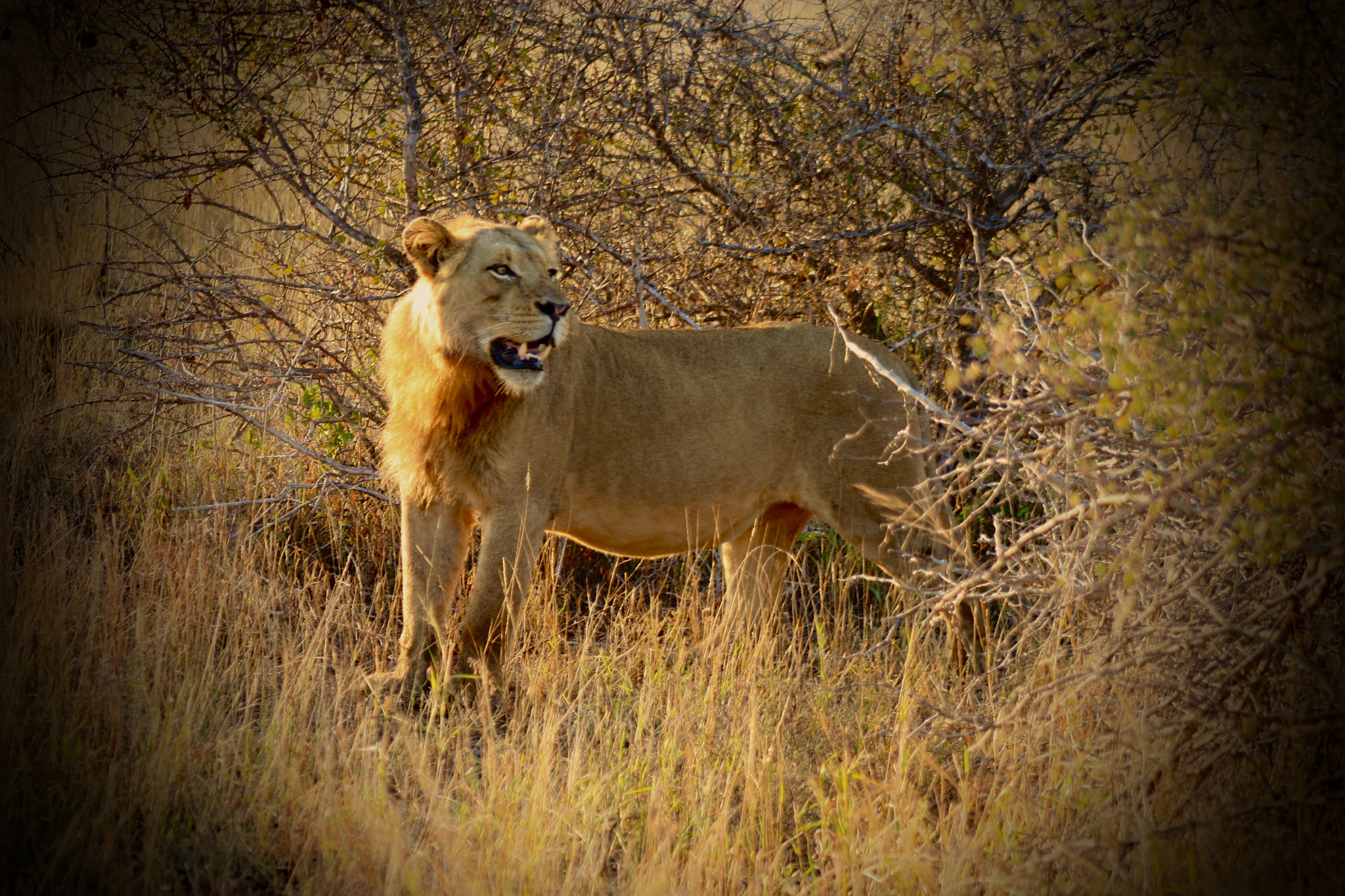 Canon EOS 450D (EOS Rebel XSi / EOS Kiss X2) + EF75-300mm f/4-5.6 sample photo. His royal highness... photography