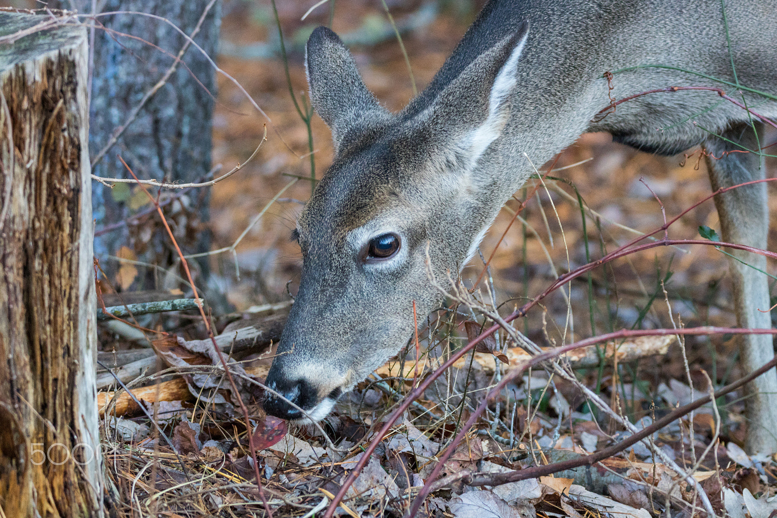 150-600mm F5-6.3 DG OS HSM | Contemporary 015 sample photo. Doe grazing photography