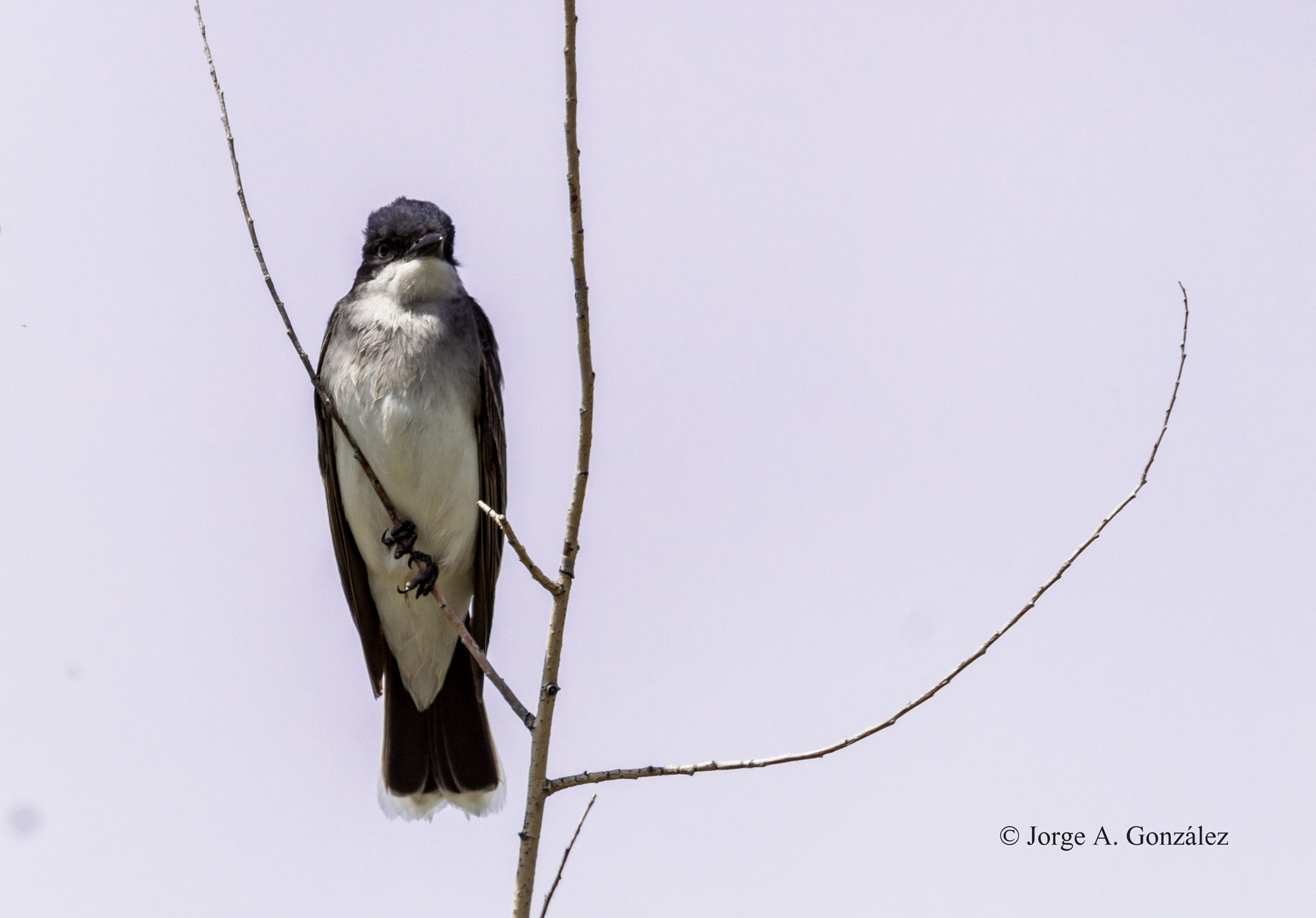 Sigma 150-500mm F5-6.3 DG OS HSM sample photo. Eastern kingbird photography