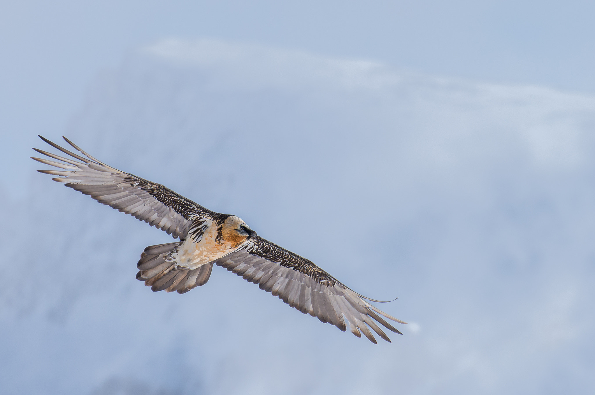 Nikon D800 + Nikon AF-S Nikkor 200-400mm F4G ED-IF VR sample photo. Bearded vulture / bartgeier photography