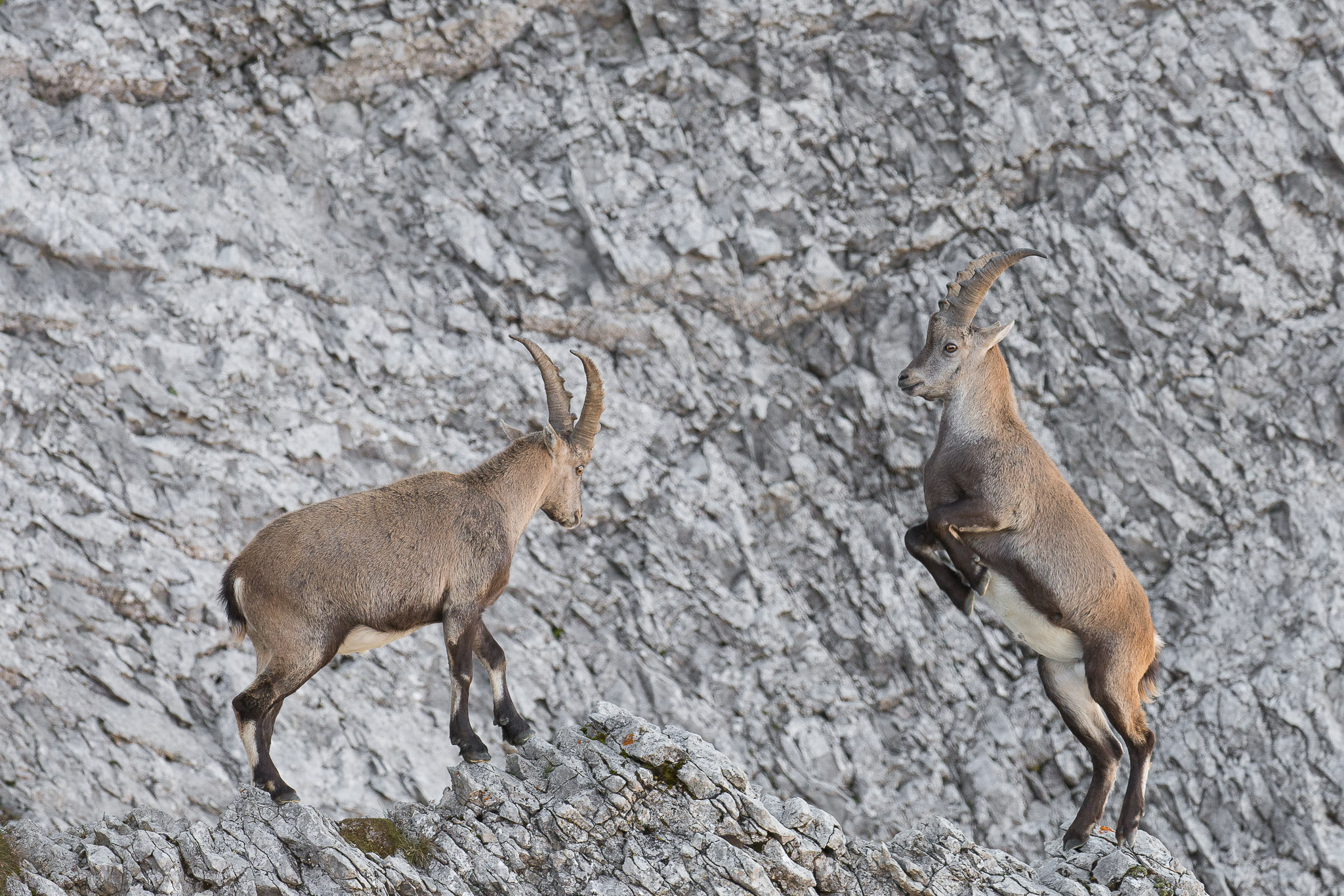 Nikon D800 + Nikon AF-S Nikkor 200-400mm F4G ED-IF VR sample photo. Alpine ibex / alpensteinbock photography