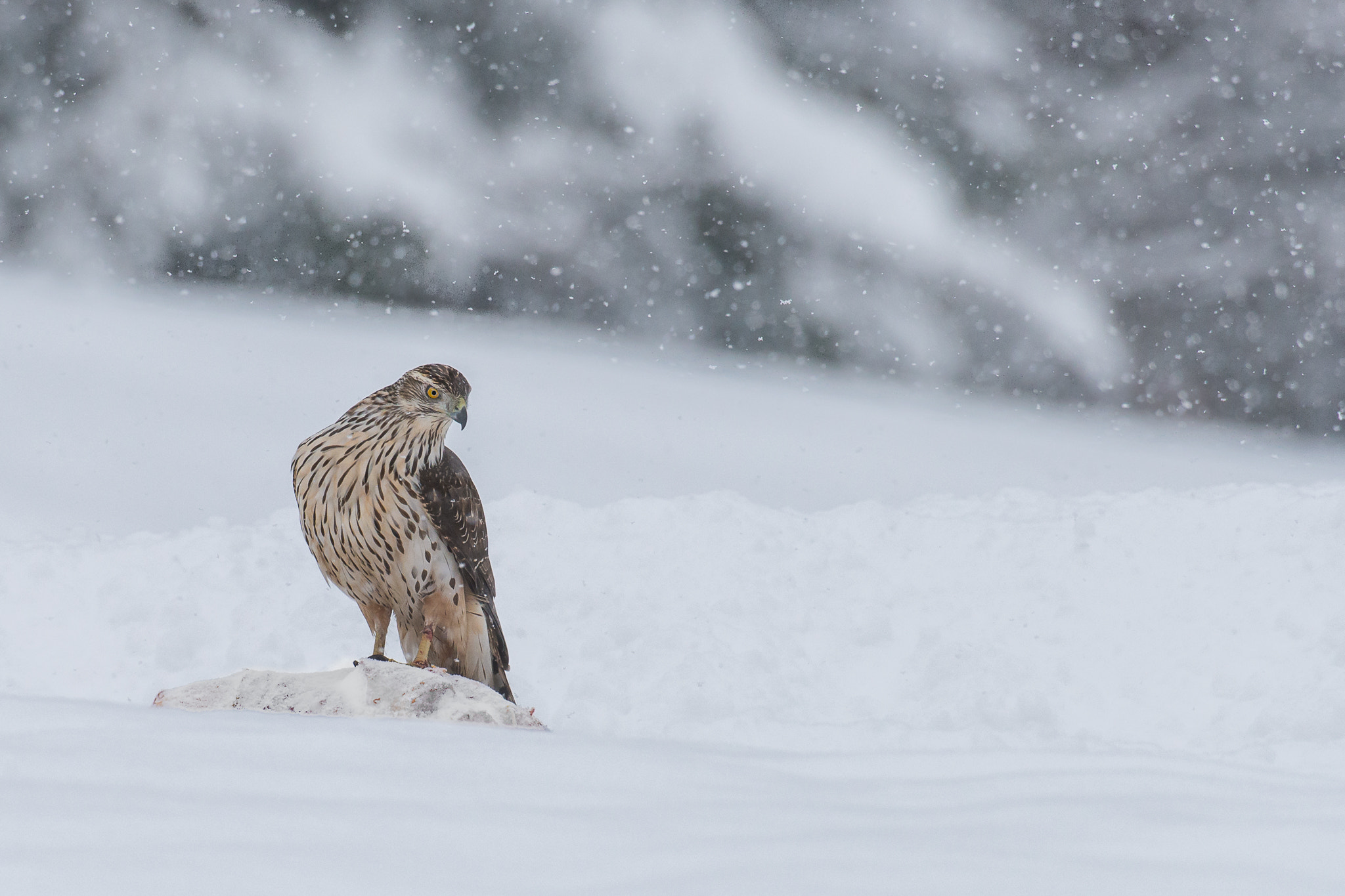 Nikon D800 + Nikon AF-S Nikkor 200-400mm F4G ED-IF VR sample photo. Northern goshawk / habicht photography