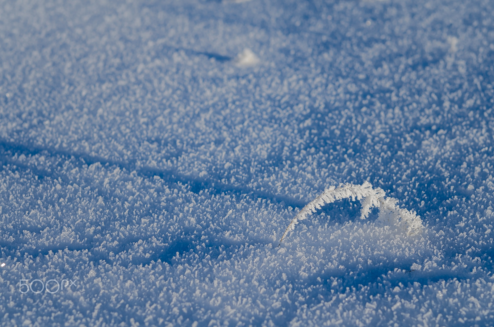 Nikon AF-S Micro-Nikkor 60mm F2.8G ED sample photo. The straw that wanted to be a xmas tree photography
