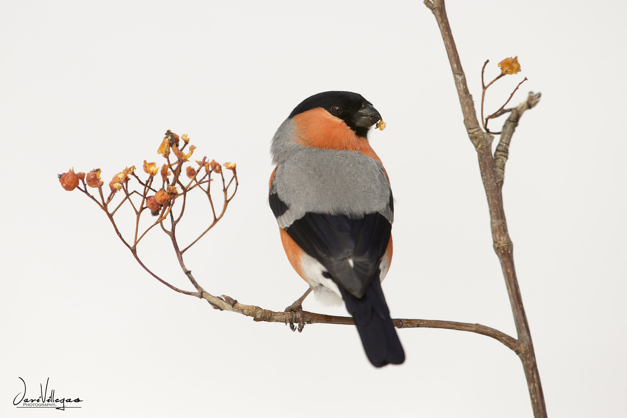 Canon EF 600mm F4L IS II USM sample photo. Stunning! photography