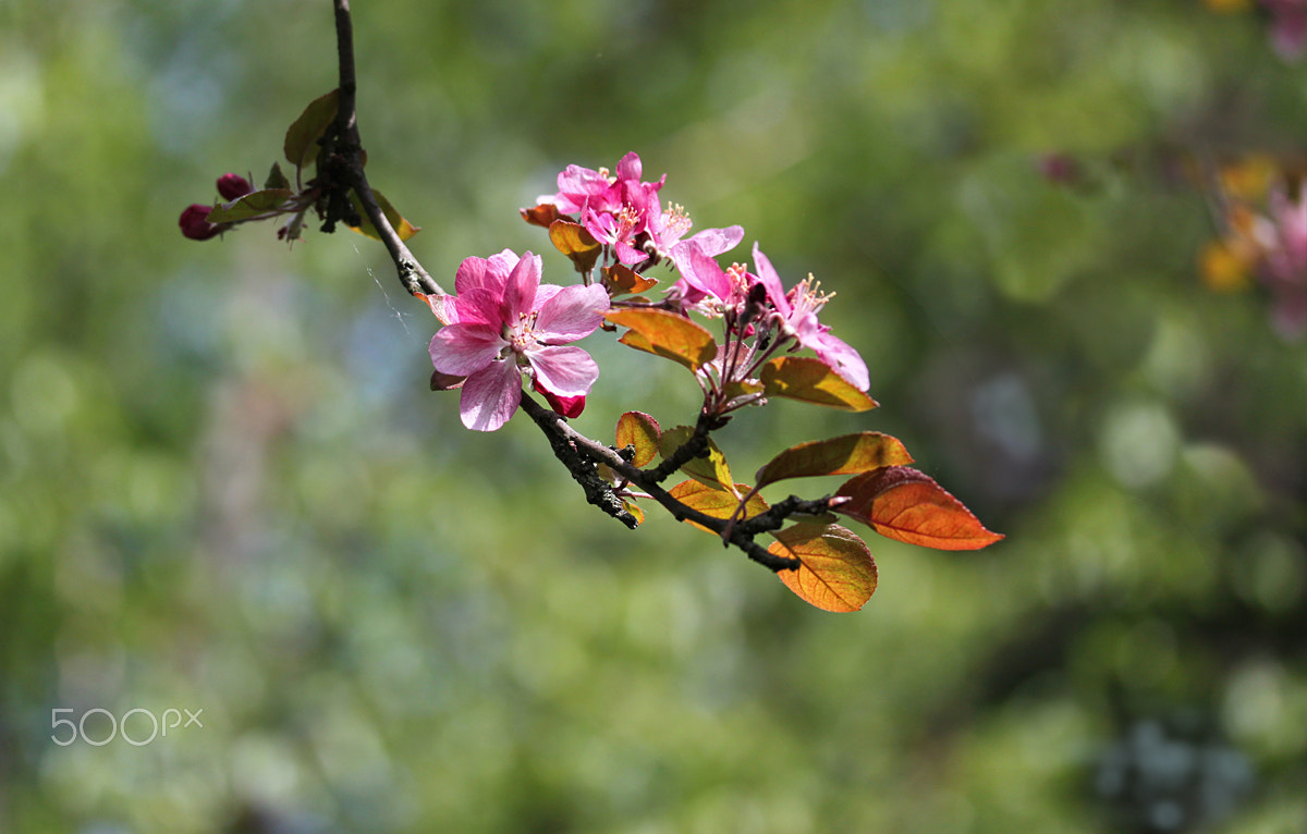 Canon EF-S 60mm F2.8 Macro USM sample photo. *** photography