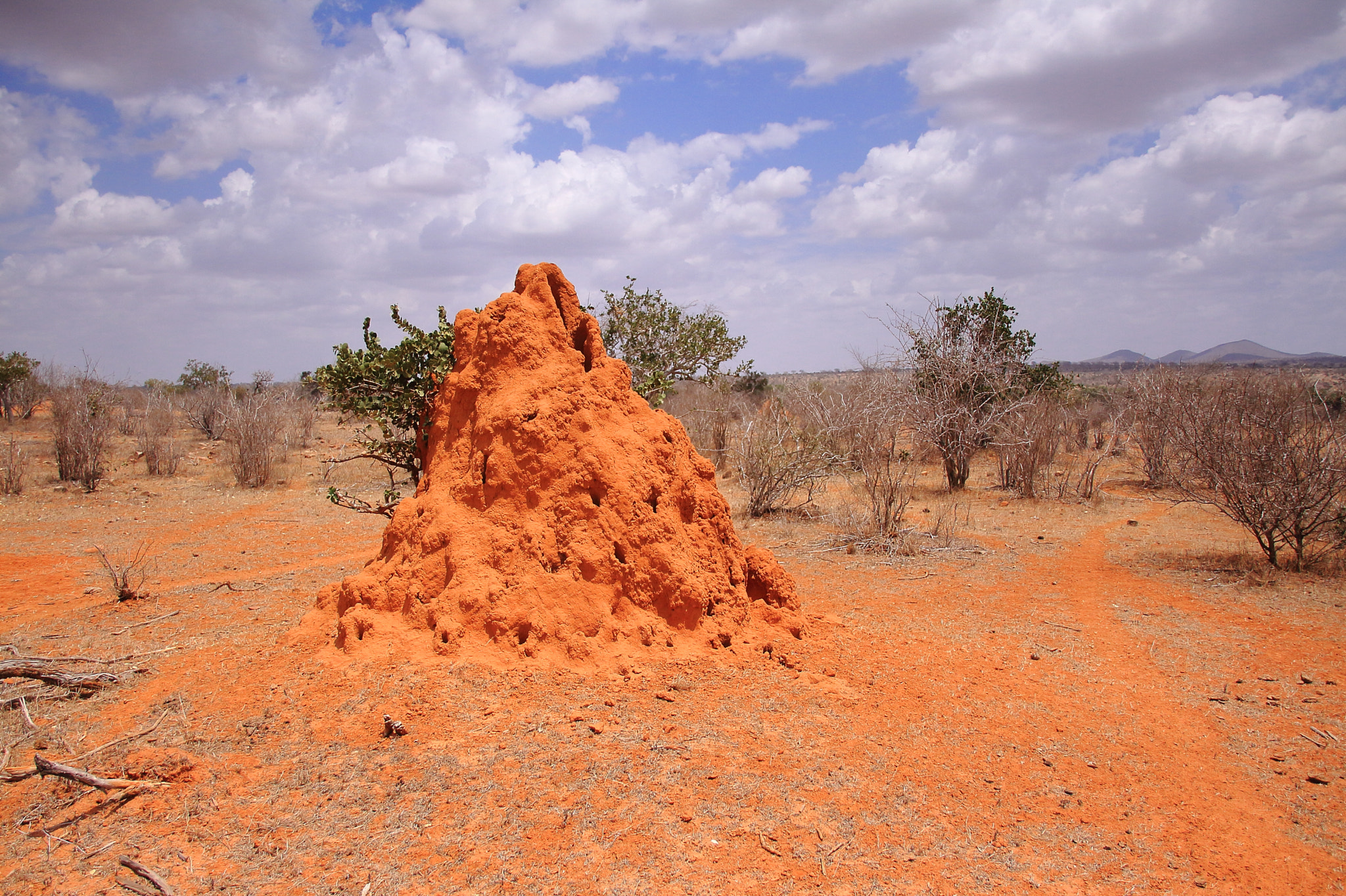 Sigma 18-125mm F3.8-5.6 DC OS HSM sample photo. Kenia the termitary photography