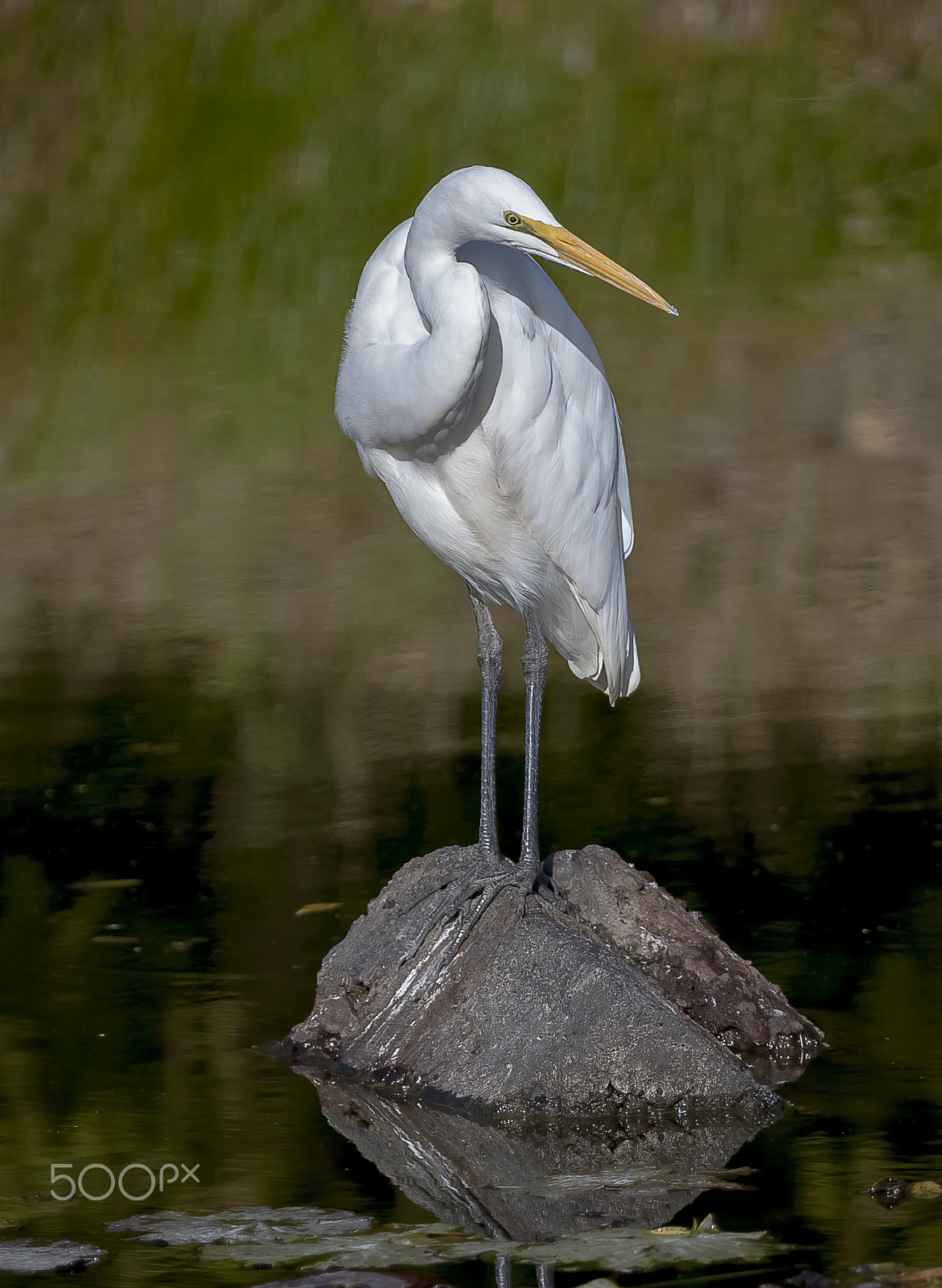 Canon EOS 40D + Canon EF 100-400mm F4.5-5.6L IS USM sample photo. White heron photography