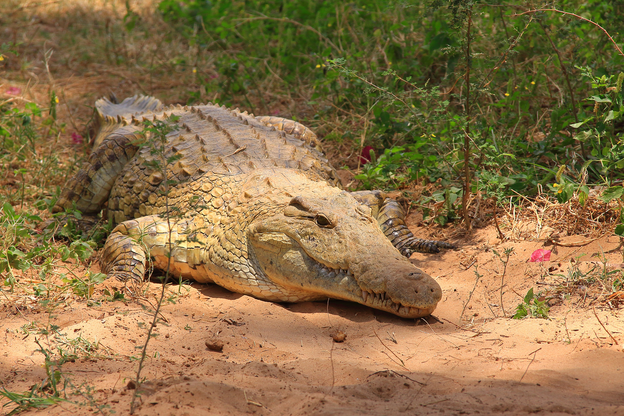Sigma 18-125mm F3.8-5.6 DC OS HSM sample photo. Kenia crocodile photography
