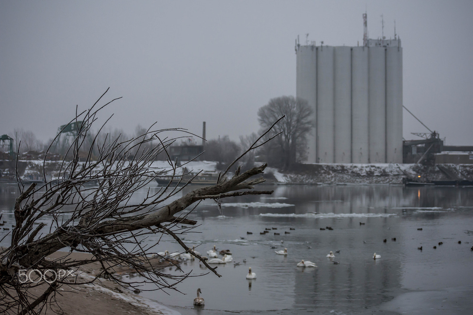 Nikon D7200 + Nikon AF-S DX Nikkor 55-200mm F4-5.6G VR II sample photo. Birds in the icy river photography