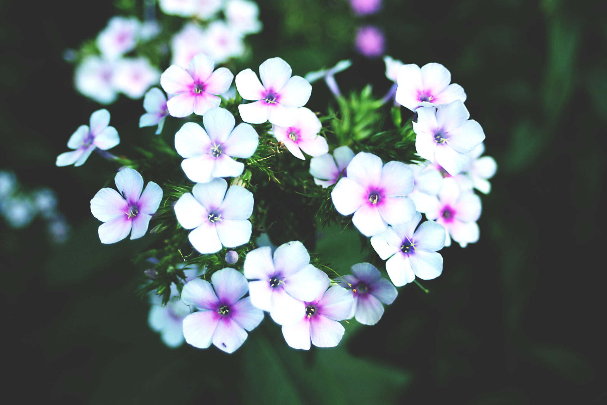Canon EF 35-80mm f/4-5.6 sample photo