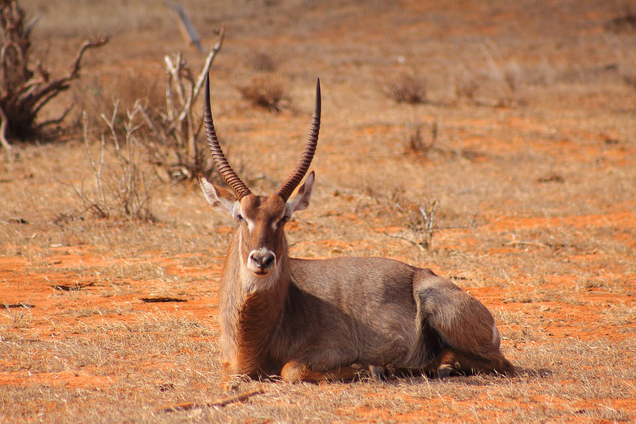 Canon EOS 50D + EF75-300mm f/4-5.6 sample photo. Kenia impala photography