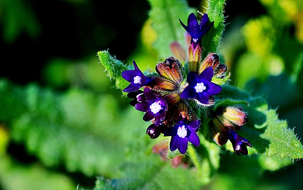 Sigma 70-300mm F4-5.6 APO Macro Super II sample photo. Les fleurs des champs photography