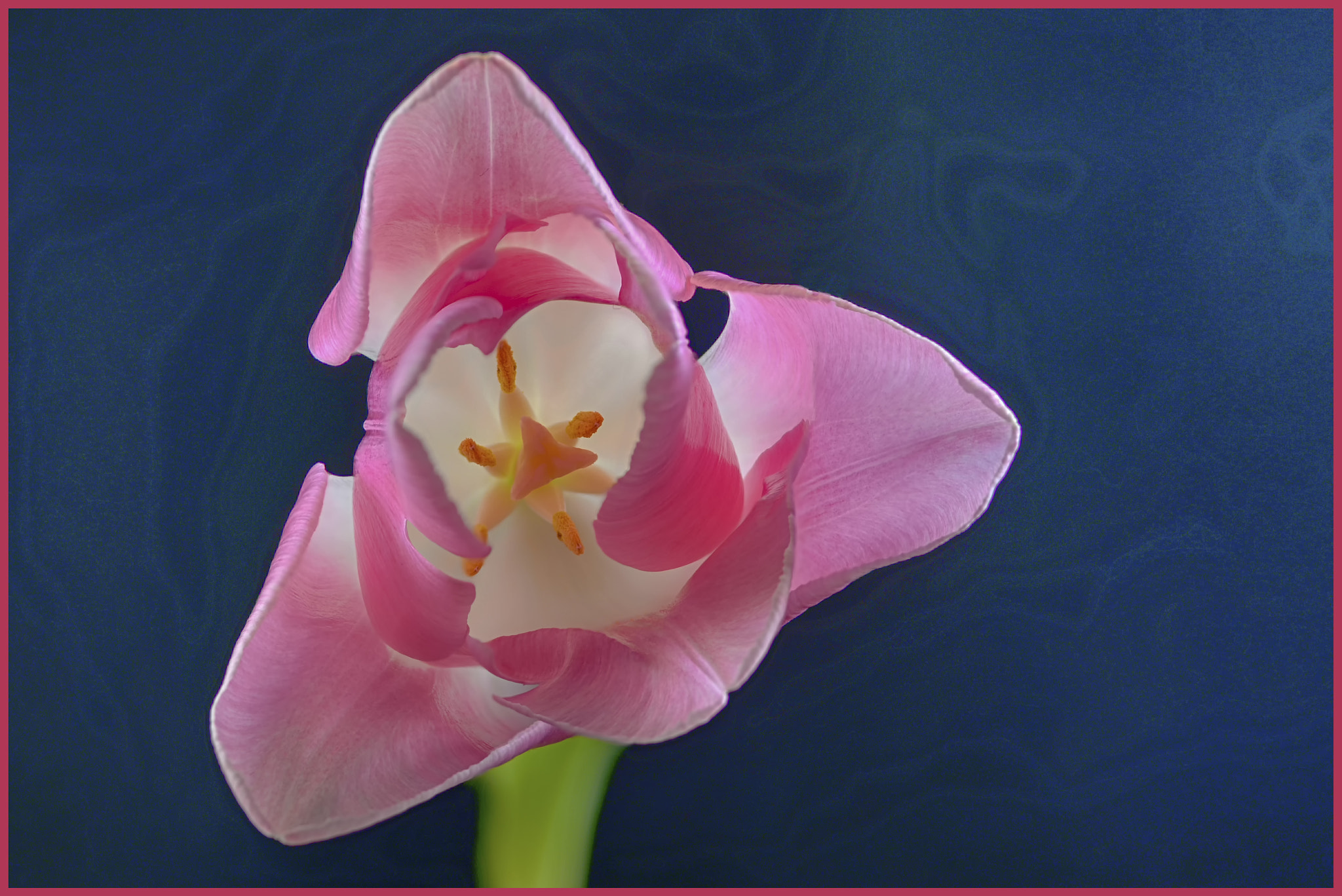 Tokina AT-X Pro 100mm F2.8 Macro sample photo. To be a strange tulip photography