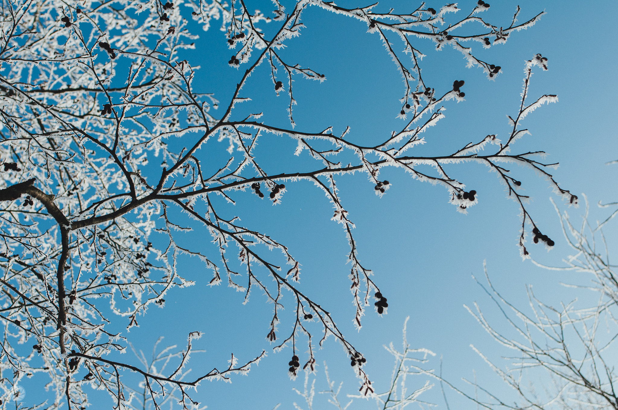 Nikon D90 + Nikon AF-S Nikkor 24mm F1.8G ED sample photo. Hoarfrost (2) photography