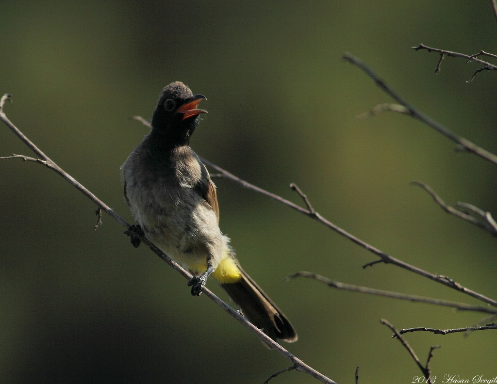 Canon EF 400mm F5.6L USM sample photo. Pycnonotus xanthopygos photography