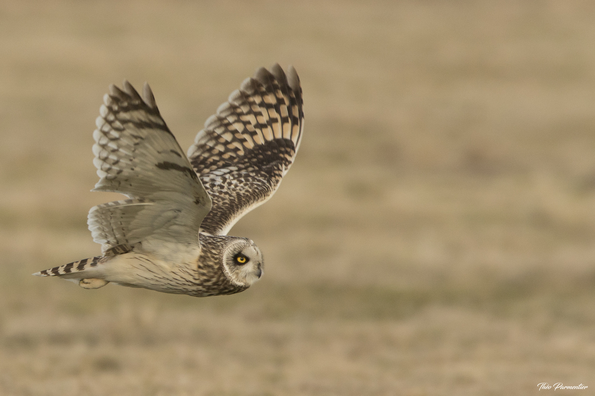 Canon EOS 7D Mark II + Canon EF 300mm F2.8L IS USM sample photo. Short eared owl / hibou des marais photography