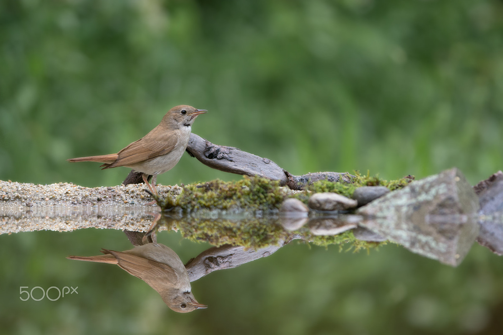 Nikon D7100 + Nikon AF-S Nikkor 300mm F4D ED-IF sample photo. Common nightingale photography