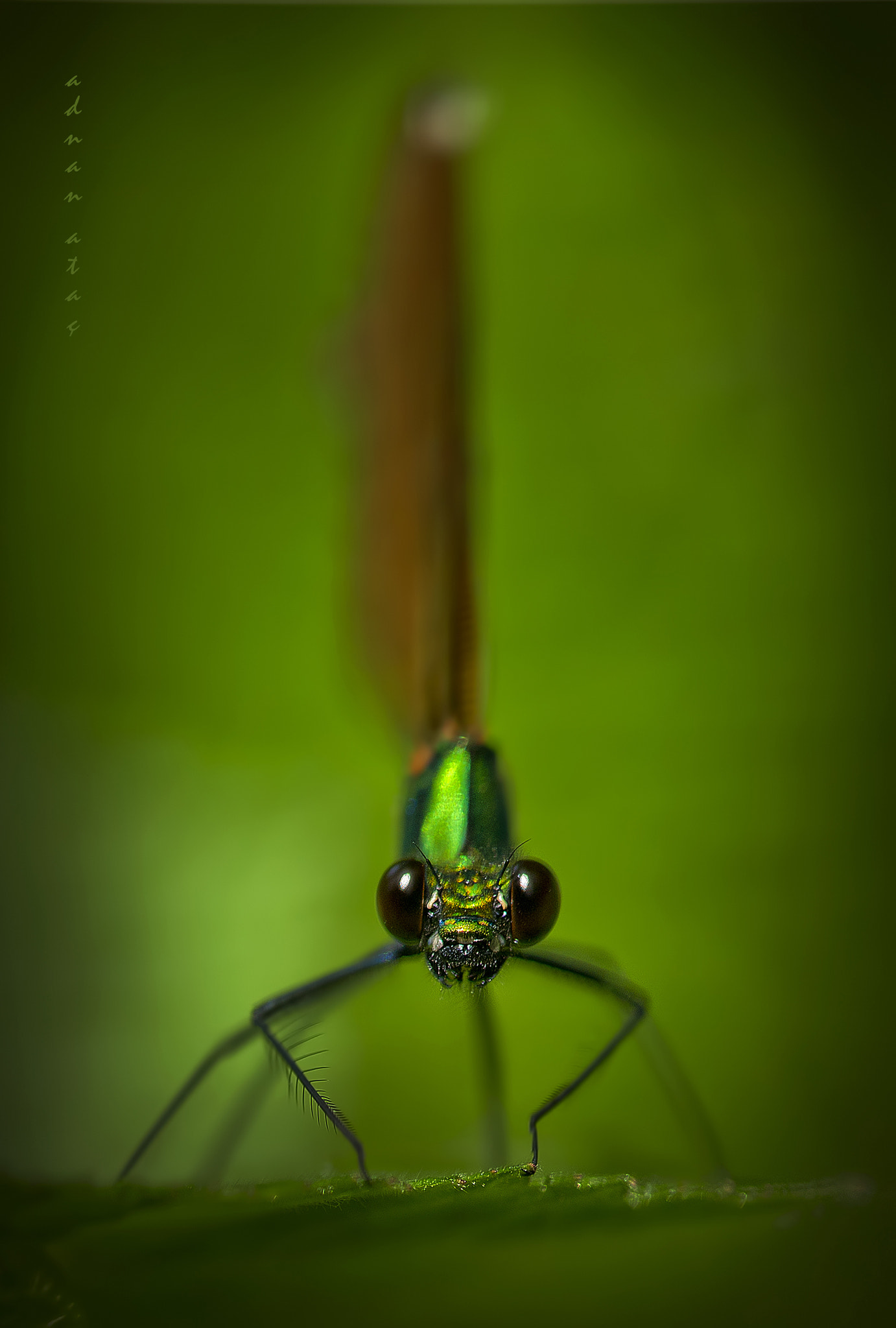 Nikon D3S sample photo. Kızböceği - calopteryx virgo photography