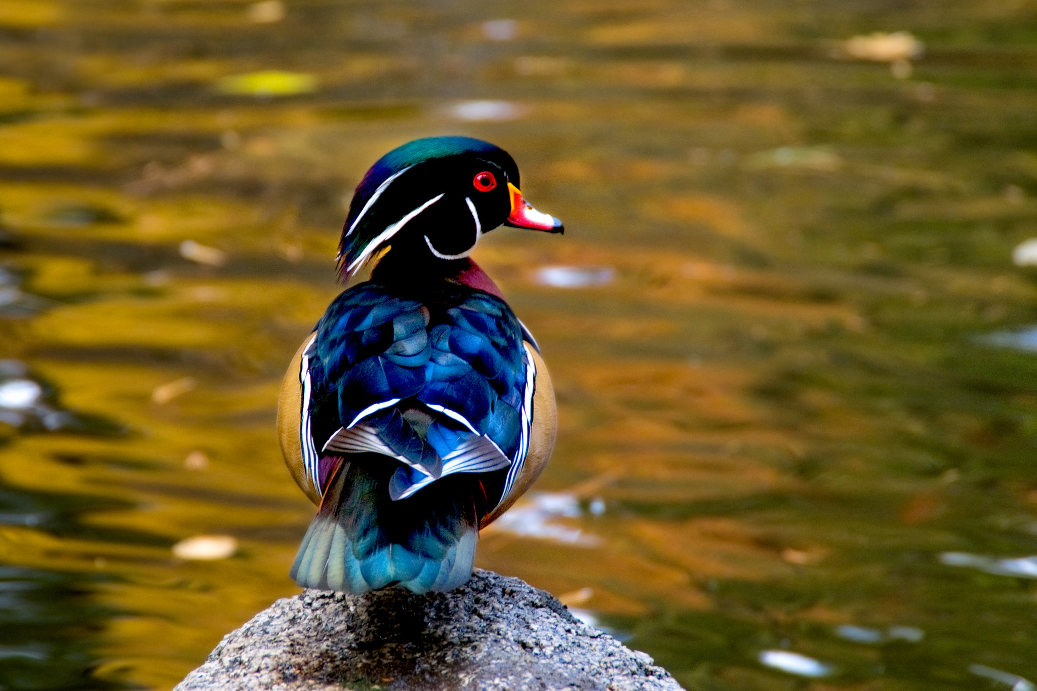 Nikon D300 sample photo. Male wood duck photography