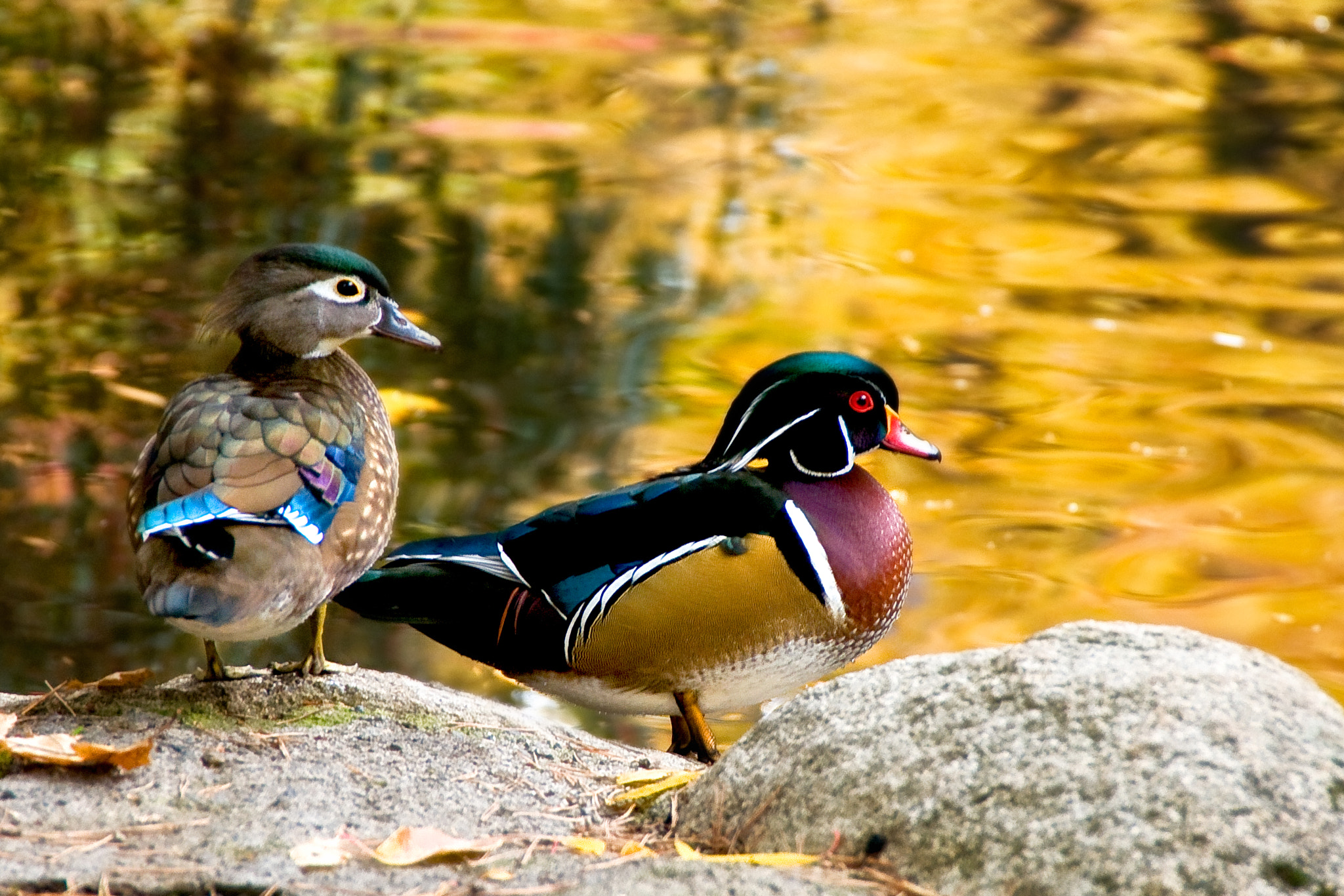 Nikon D300 sample photo. Wood duck pair photography