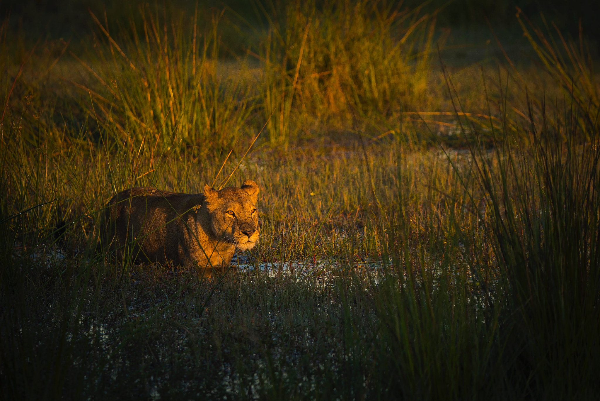Canon EF 200-400mm F4L IS USM Extender 1.4x sample photo. At sunrise photography