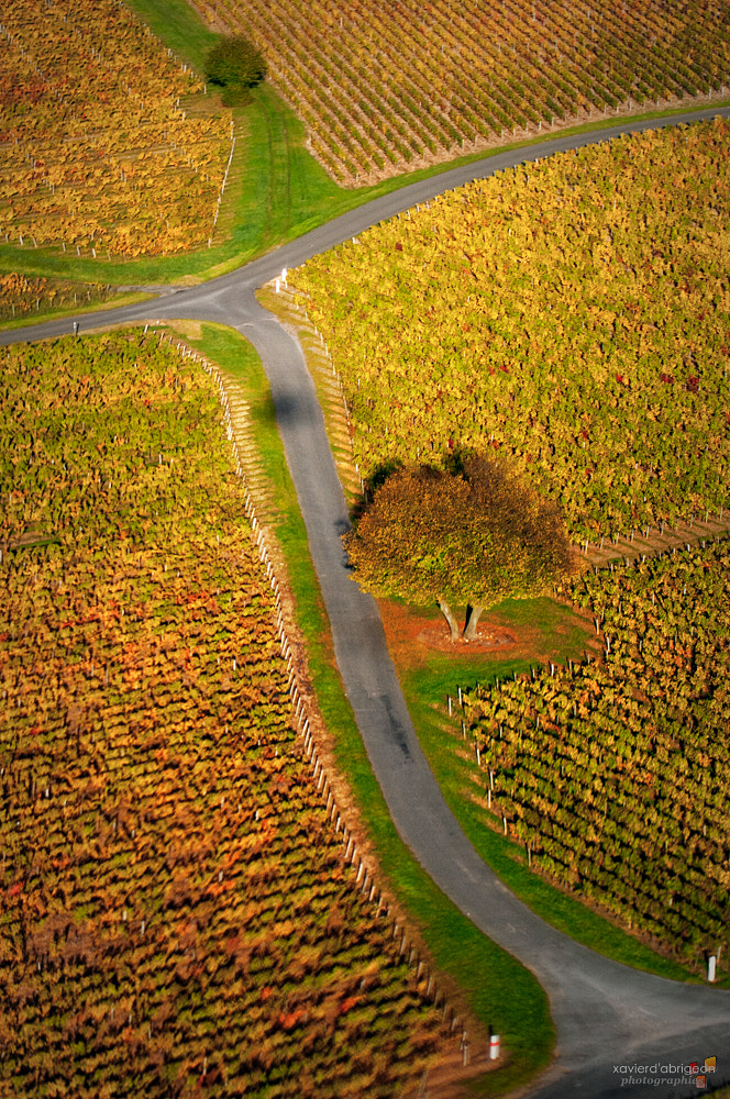 Nikon D300 sample photo. Vol au-dessus des vignes photography