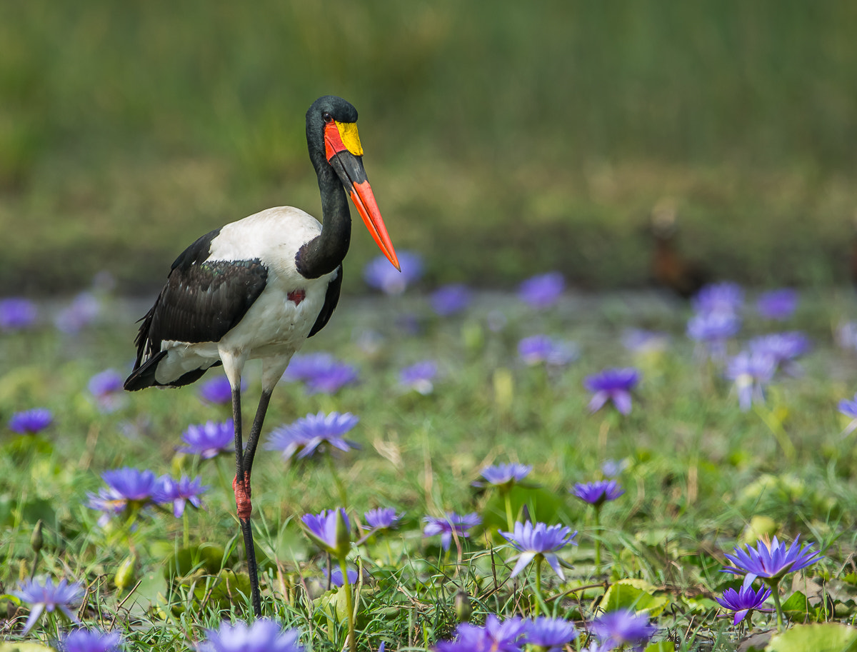 Nikon AF-S Nikkor 600mm F4G ED VR sample photo. Saddle-billed stork photography
