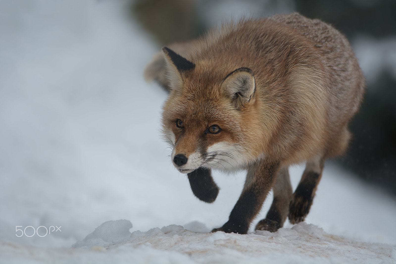 Nikon D7100 + Nikon AF-S Nikkor 300mm F4D ED-IF sample photo. Redfox in the snow photography