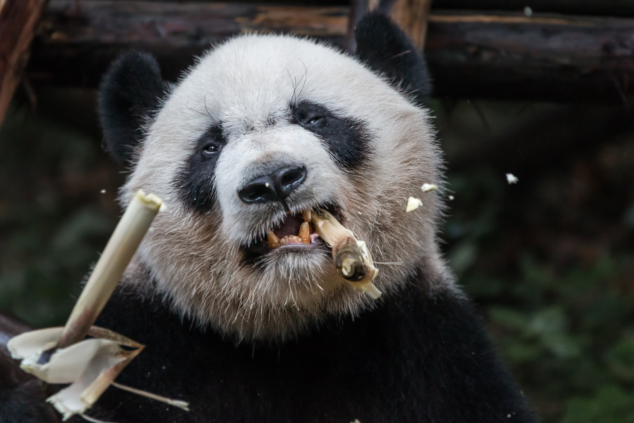 Sigma 70-200mm F2.8 EX DG OS HSM sample photo. Panda power photography