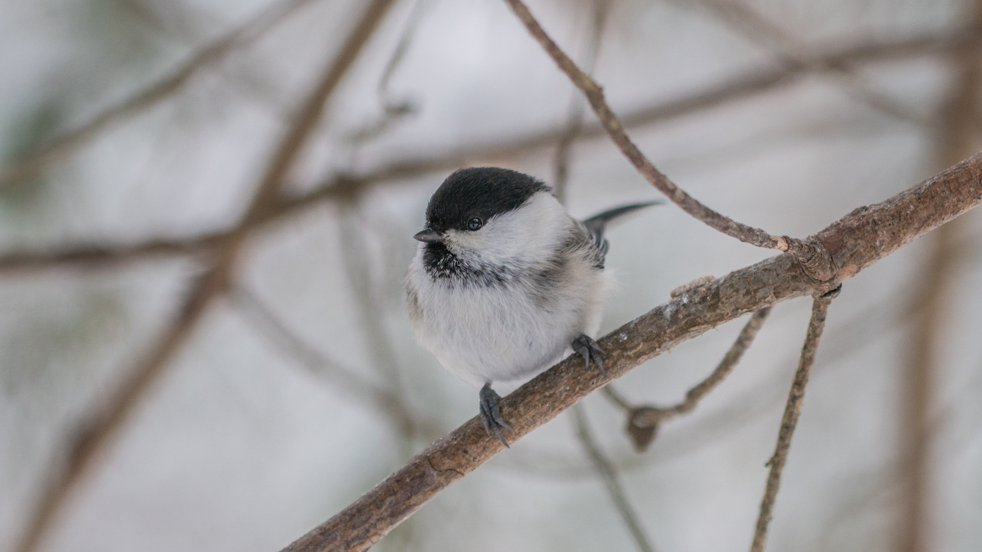 Sony ILCA-77M2 + 90mm F2.8 Macro SSM sample photo. Bird photography